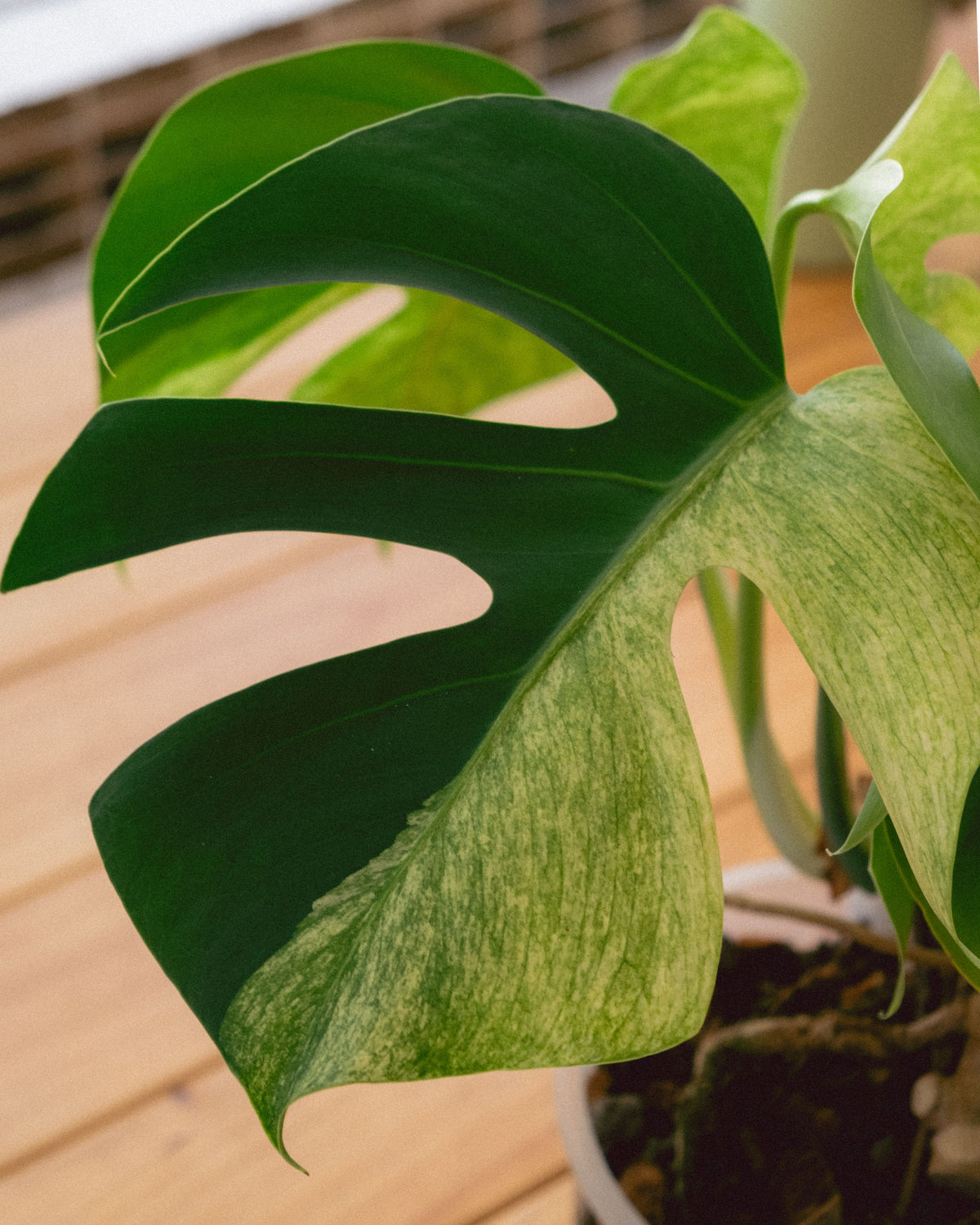 Monstera Jungle Mint Intermediate Form