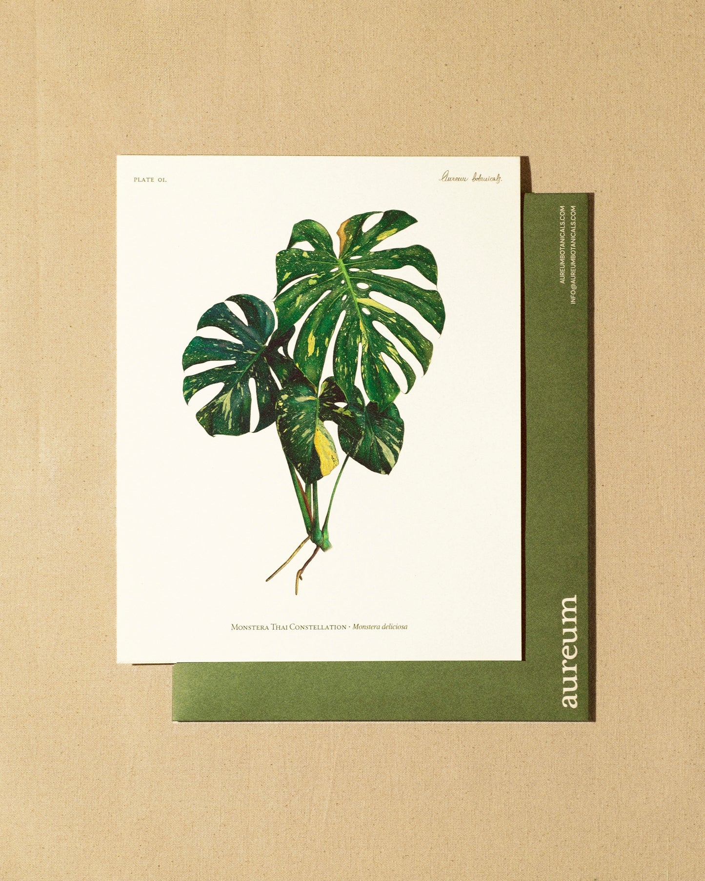 Colección Completa – Monstera, Rhaphidophora & Pink Princess