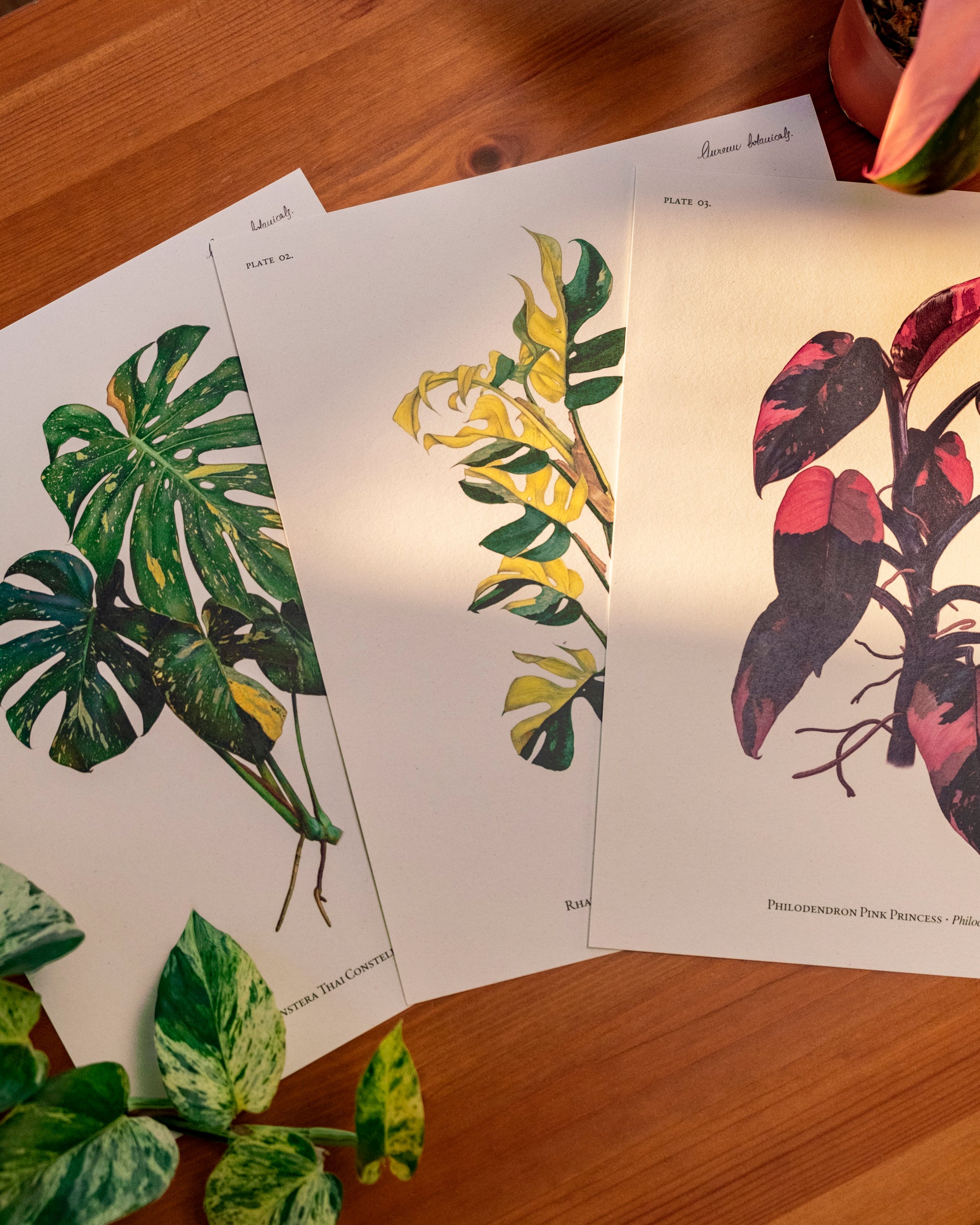 monstera with pink Láminas Botánicas: Monstera, Rhaphidophora & Pink Princess