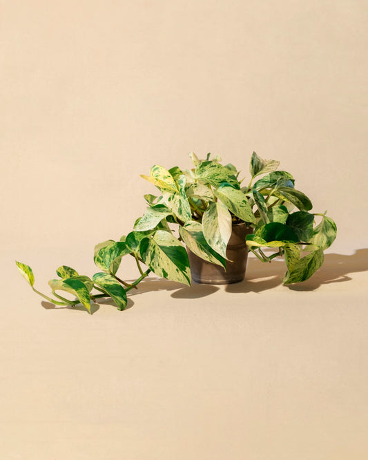 POTHOS MARBLE / SNOW QUEEN