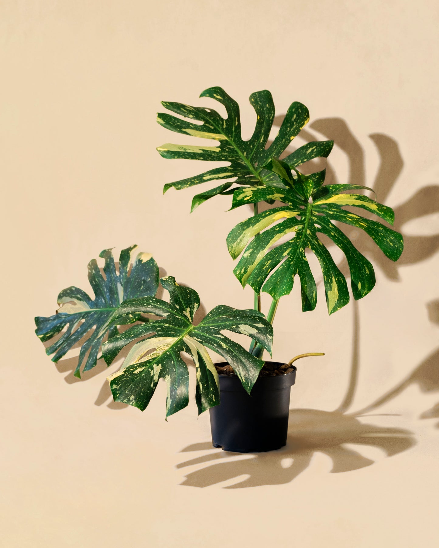 MONSTERA THAI CONSTELLATION XL