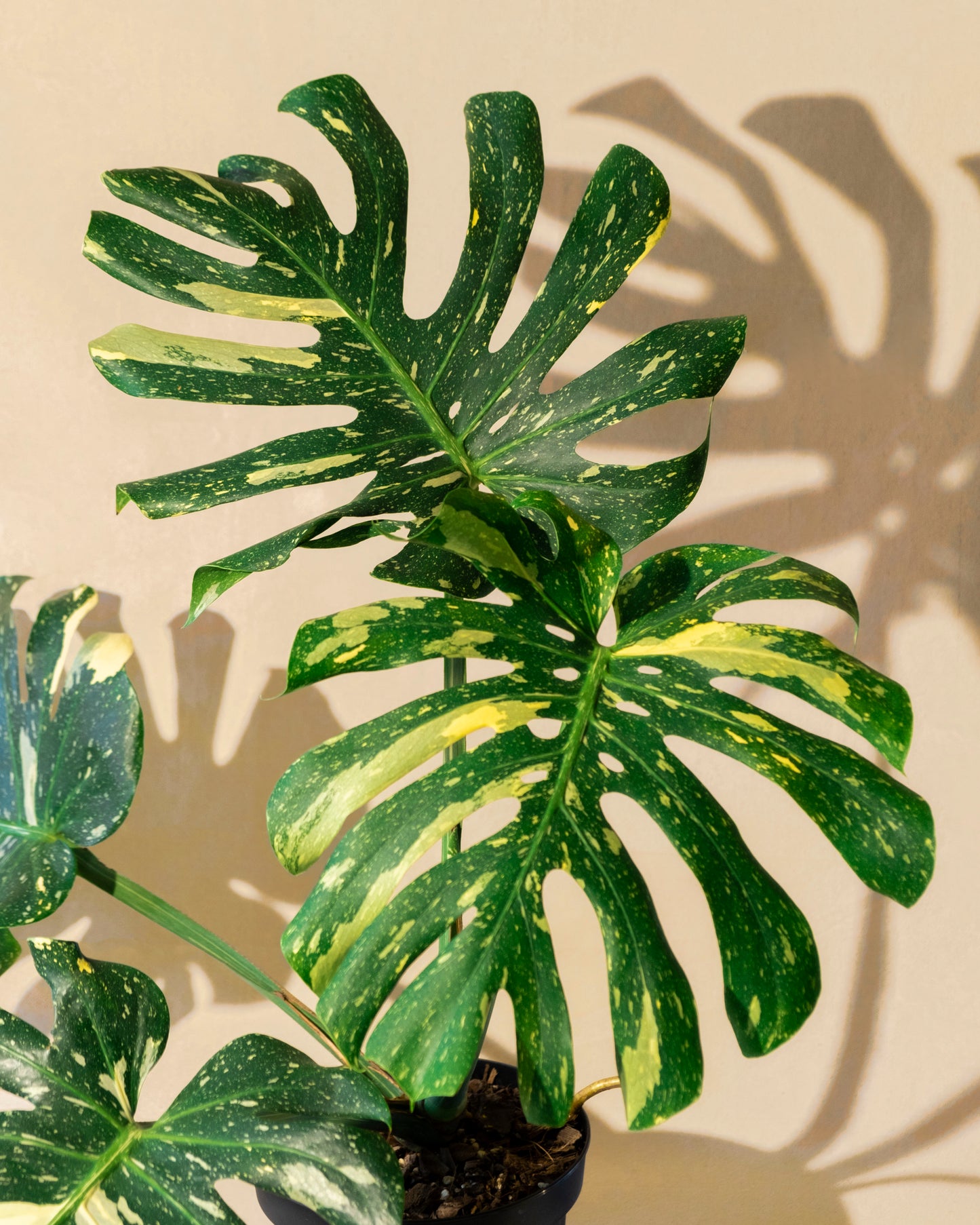 MONSTERA THAI CONSTELLATION XL