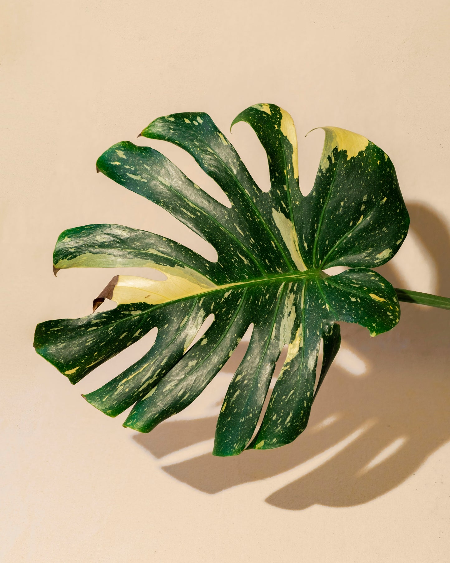 MONSTERA THAI CONSTELLATION XL