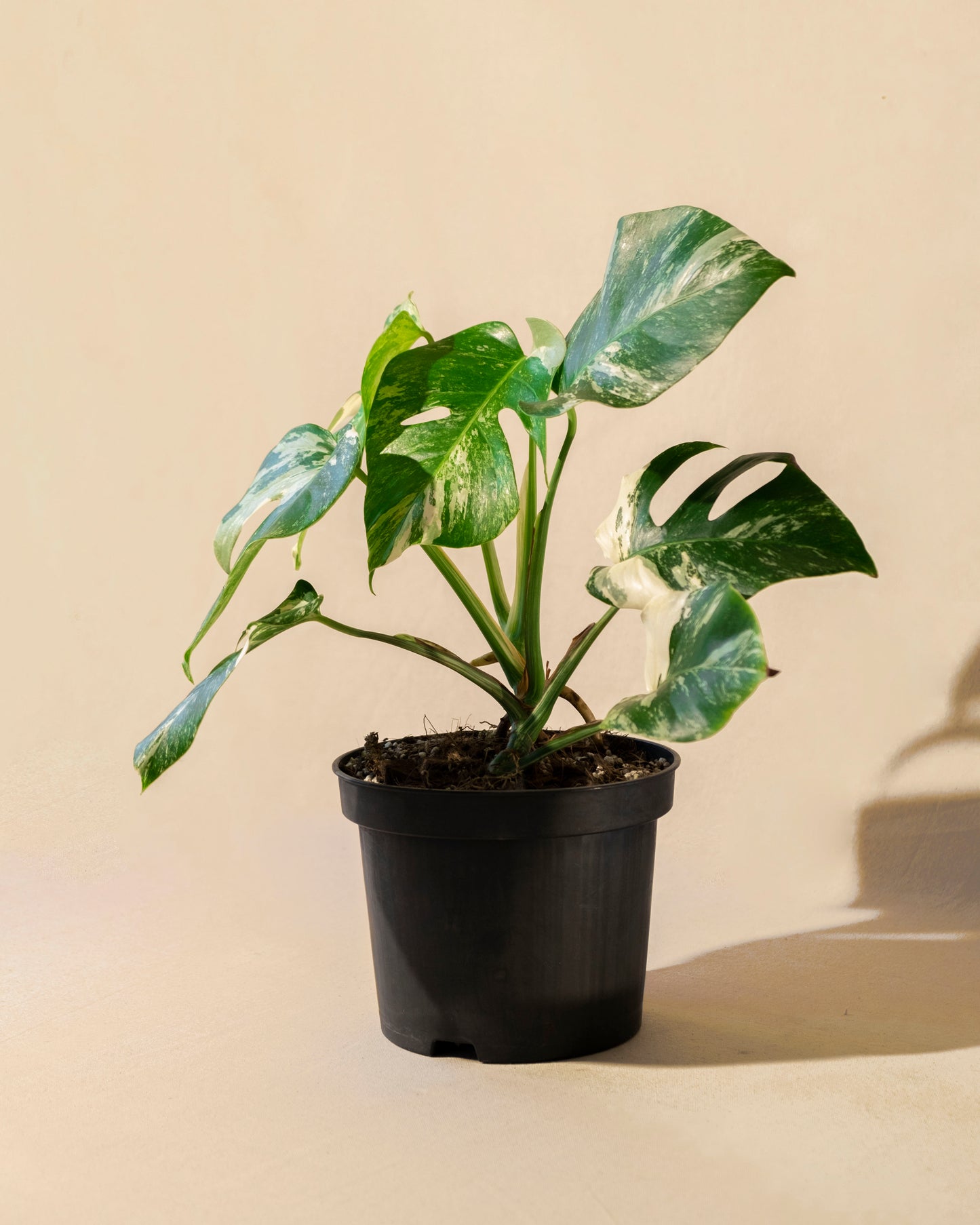 MONSTERA BORSIGIANA ALBO