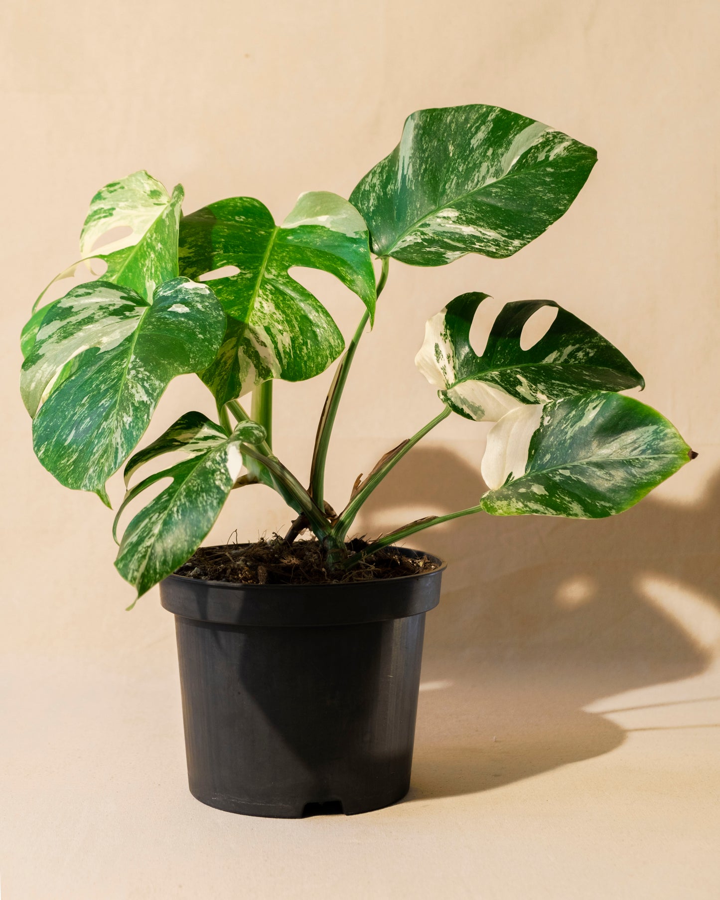 MONSTERA BORSIGIANA ALBO