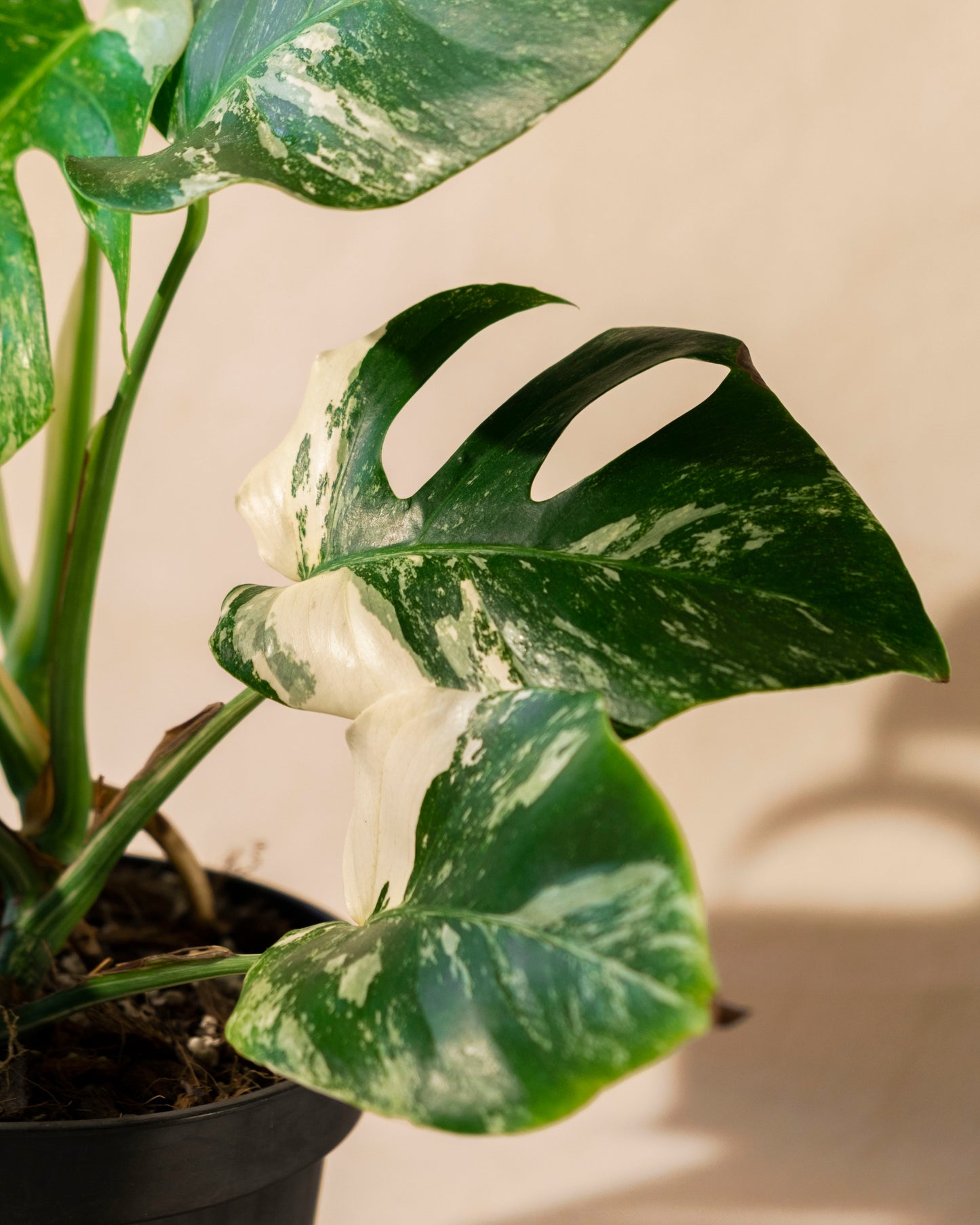 MONSTERA BORSIGIANA ALBO