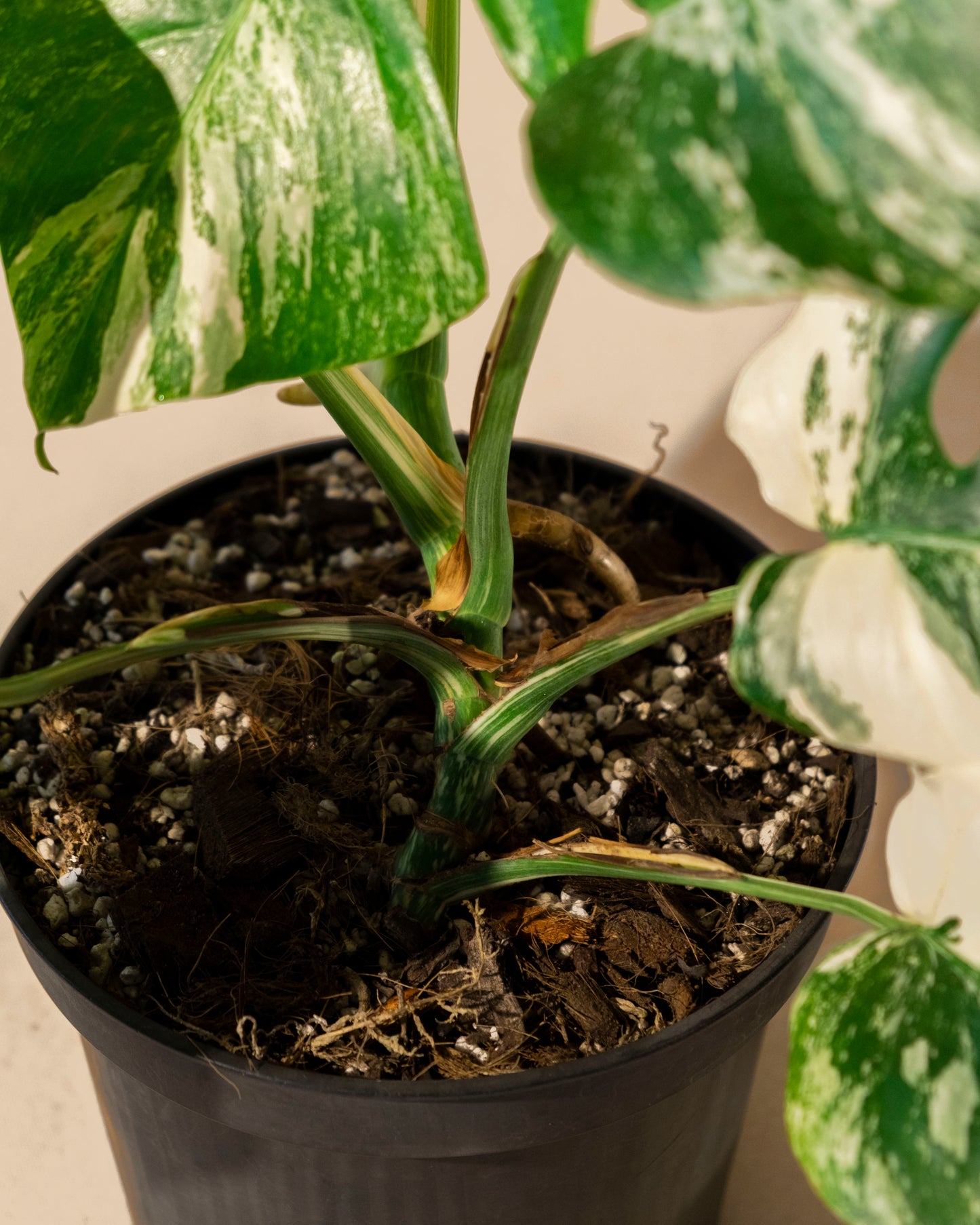 MONSTERA BORSIGIANA ALBO