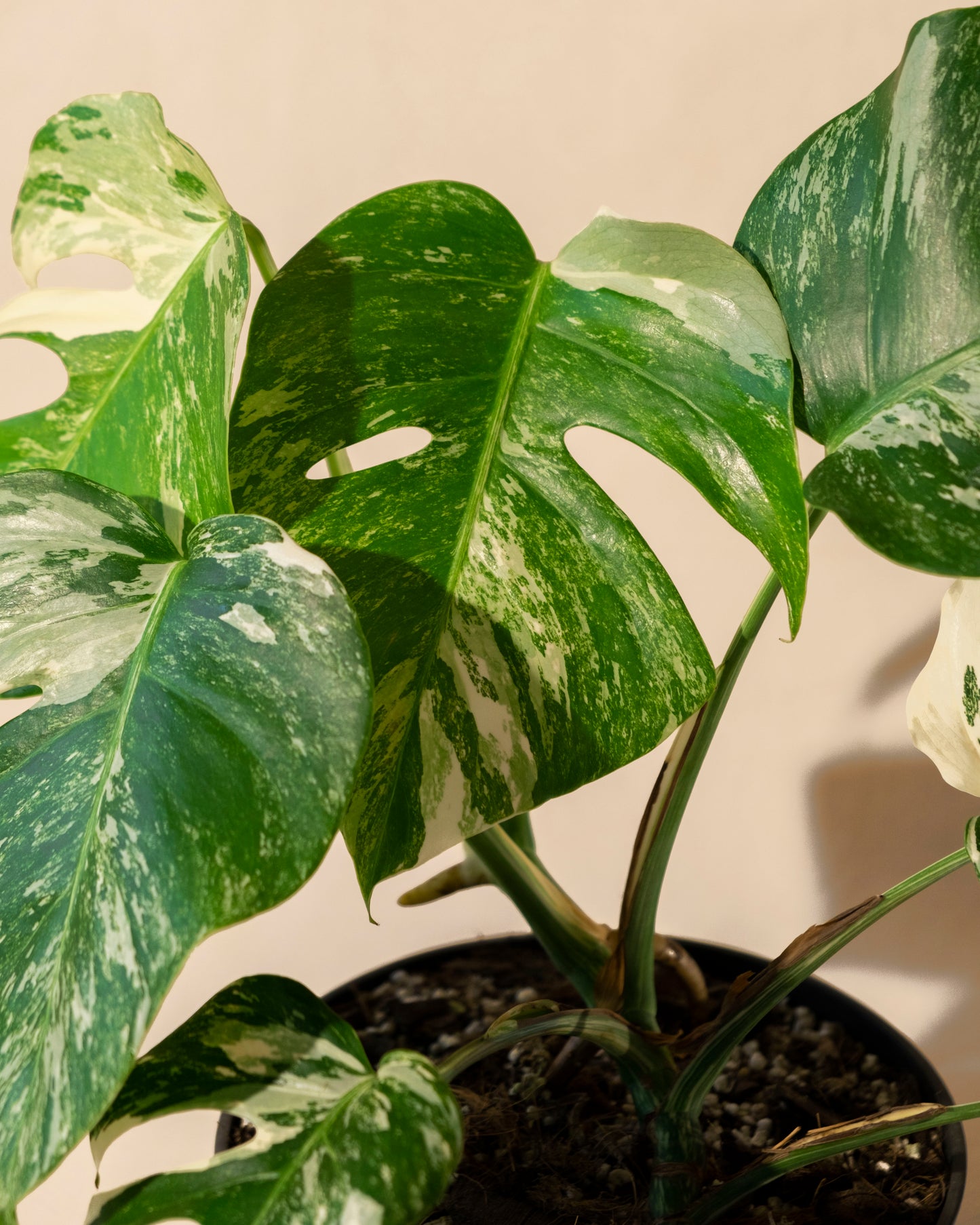 MONSTERA BORSIGIANA ALBO