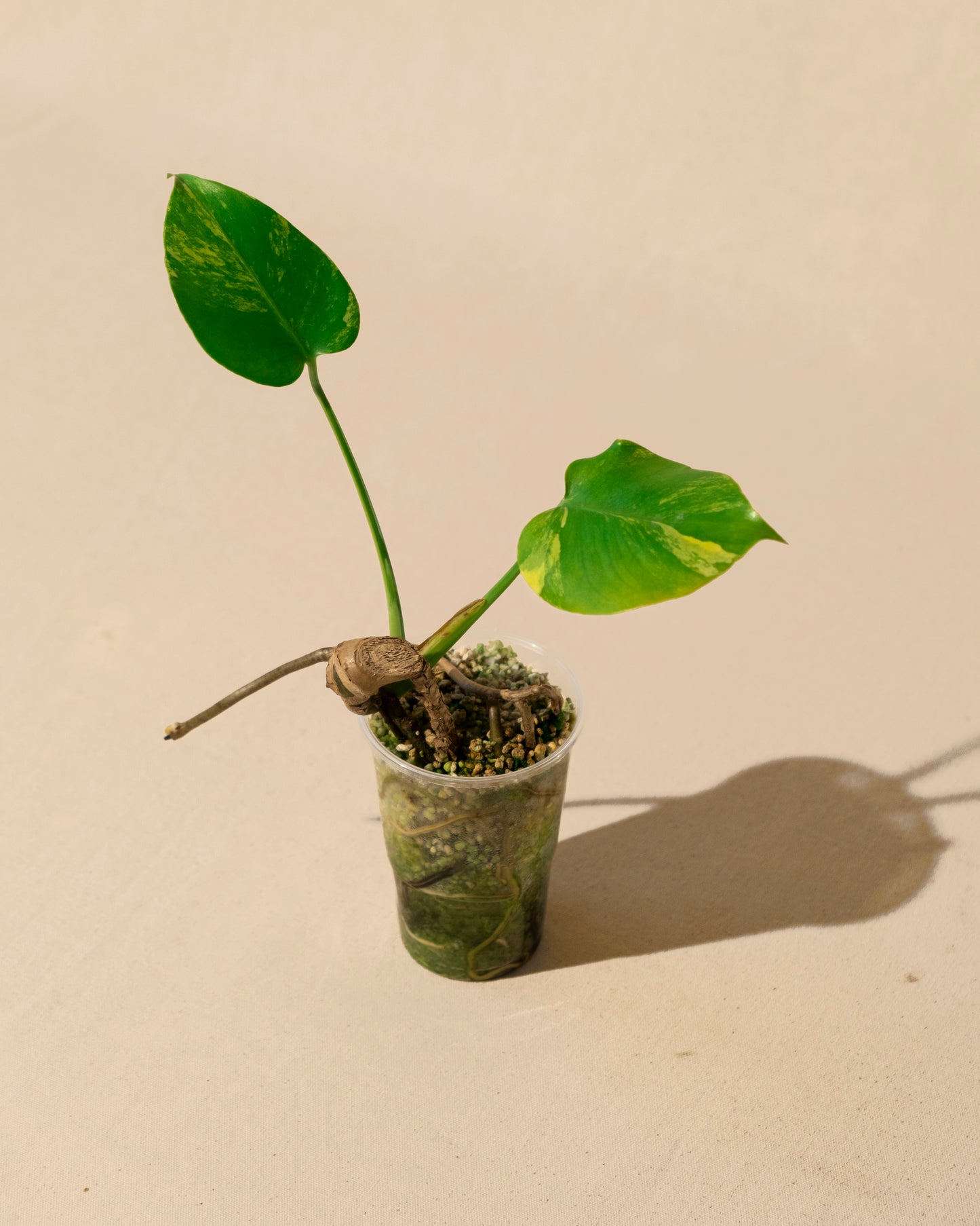 BABY MONSTERA YELLOW MARILYN