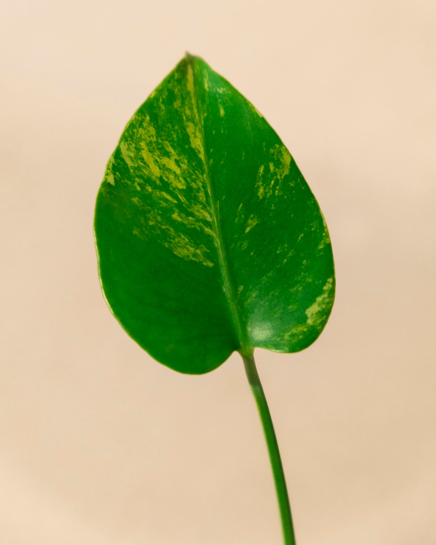 BABY MONSTERA YELLOW MARILYN