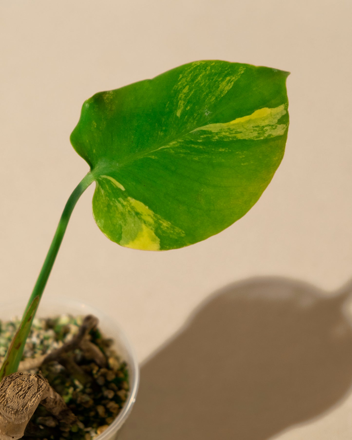 BABY MONSTERA YELLOW MARILYN