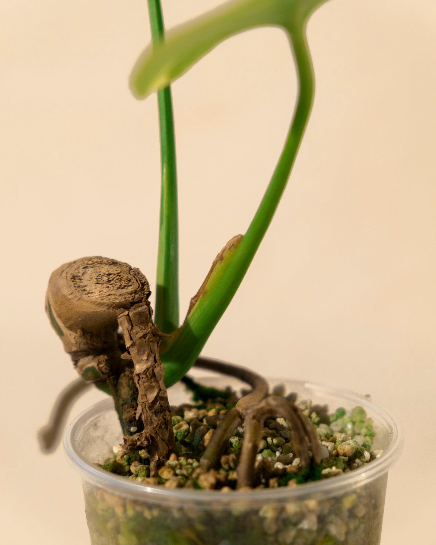 BABY MONSTERA YELLOW MARILYN