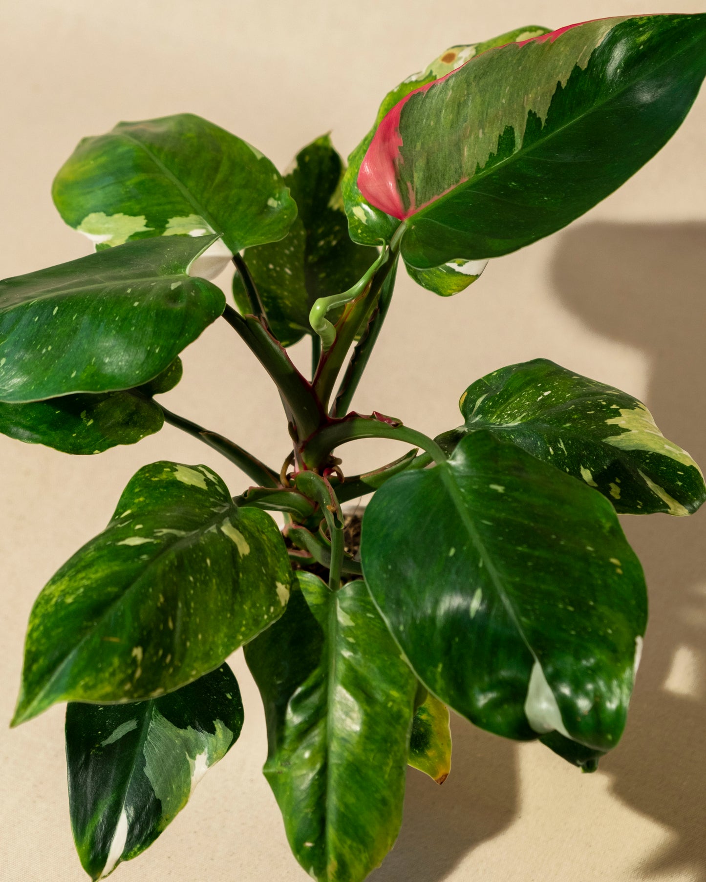 PHILODENDRON WHITE PRINCESS Tricolor 02