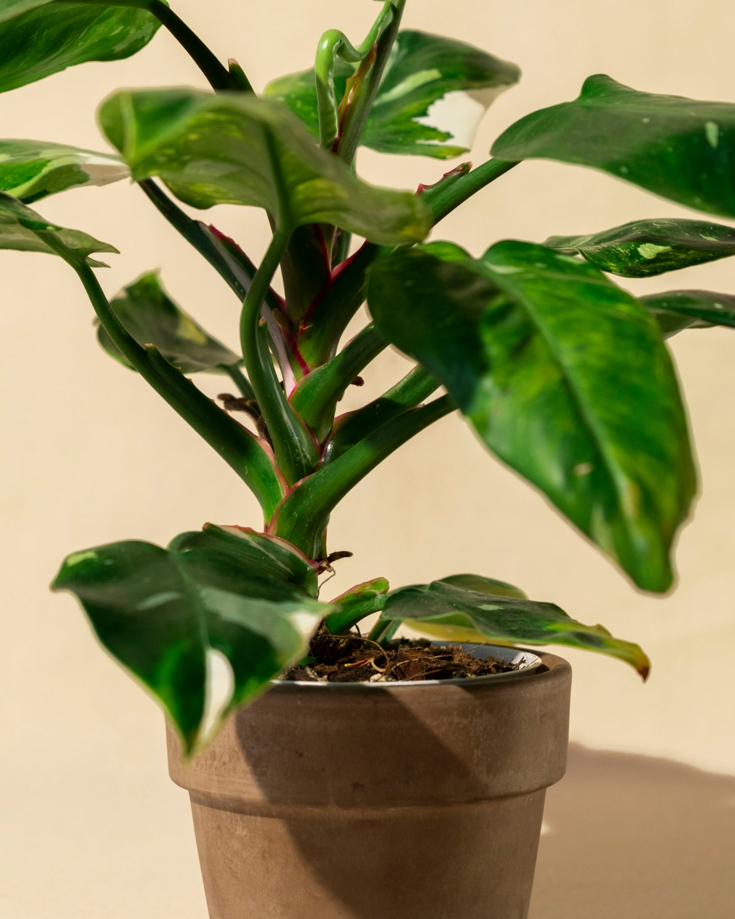 PHILODENDRON WHITE PRINCESS Tricolor 02