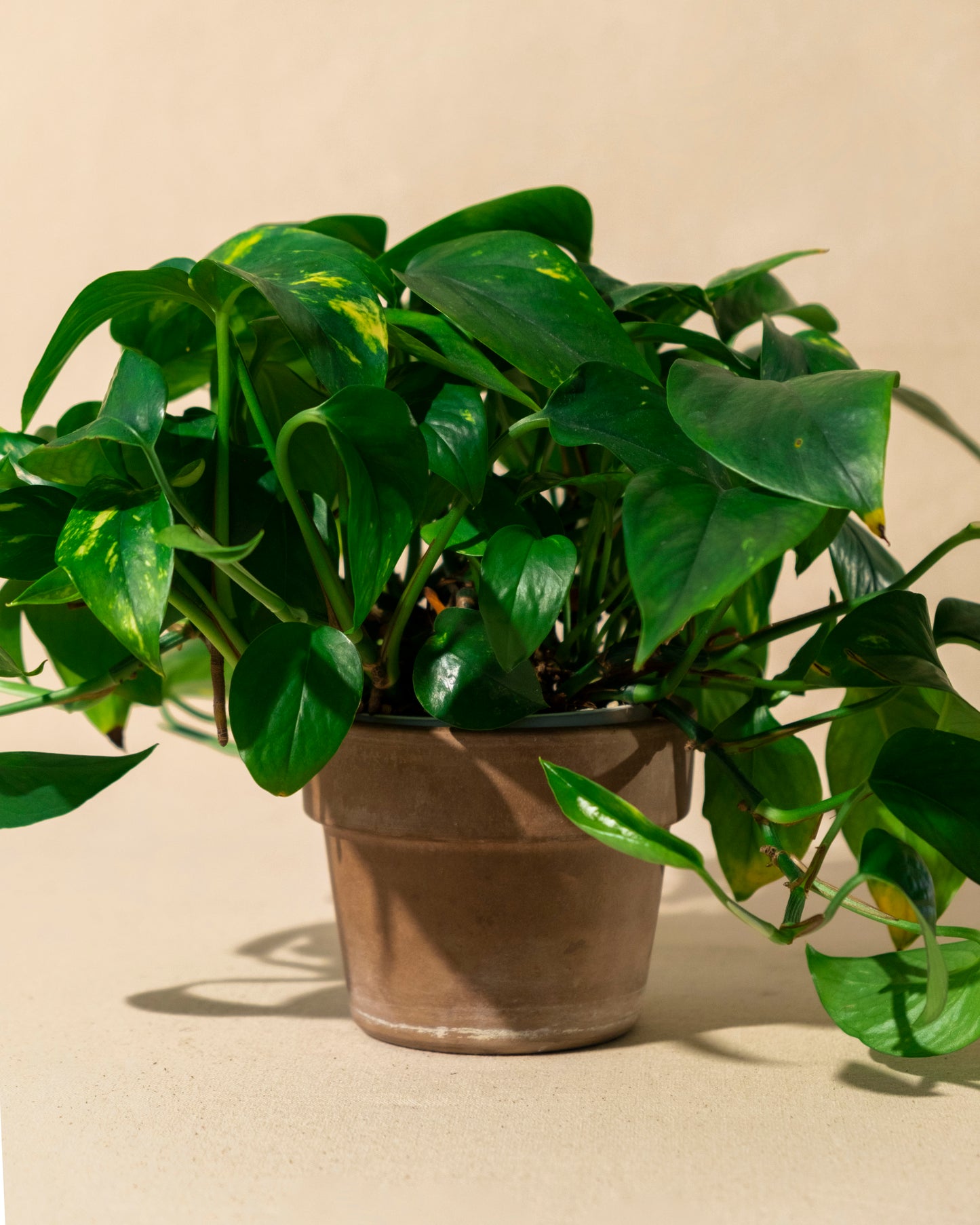 GOLDEN POTHOS