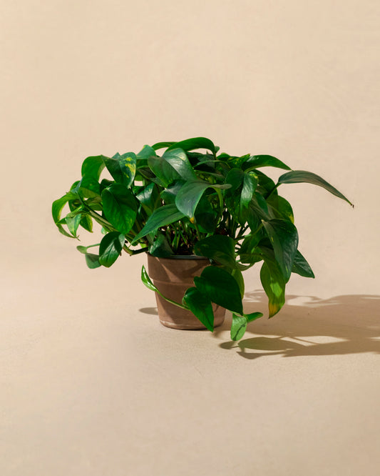 GOLDEN POTHOS