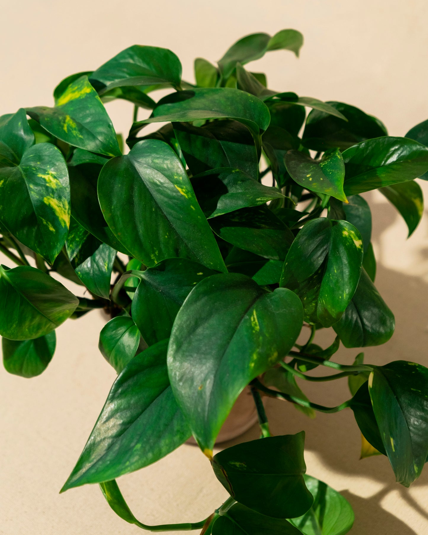 GOLDEN POTHOS