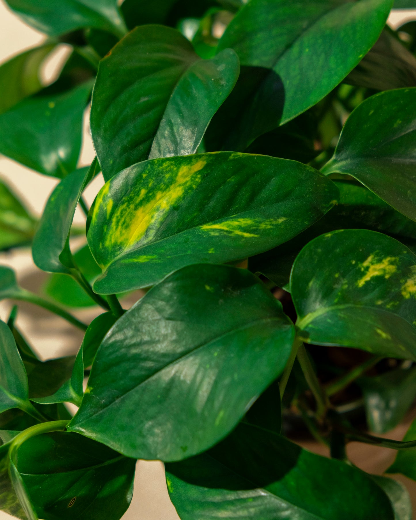 GOLDEN POTHOS