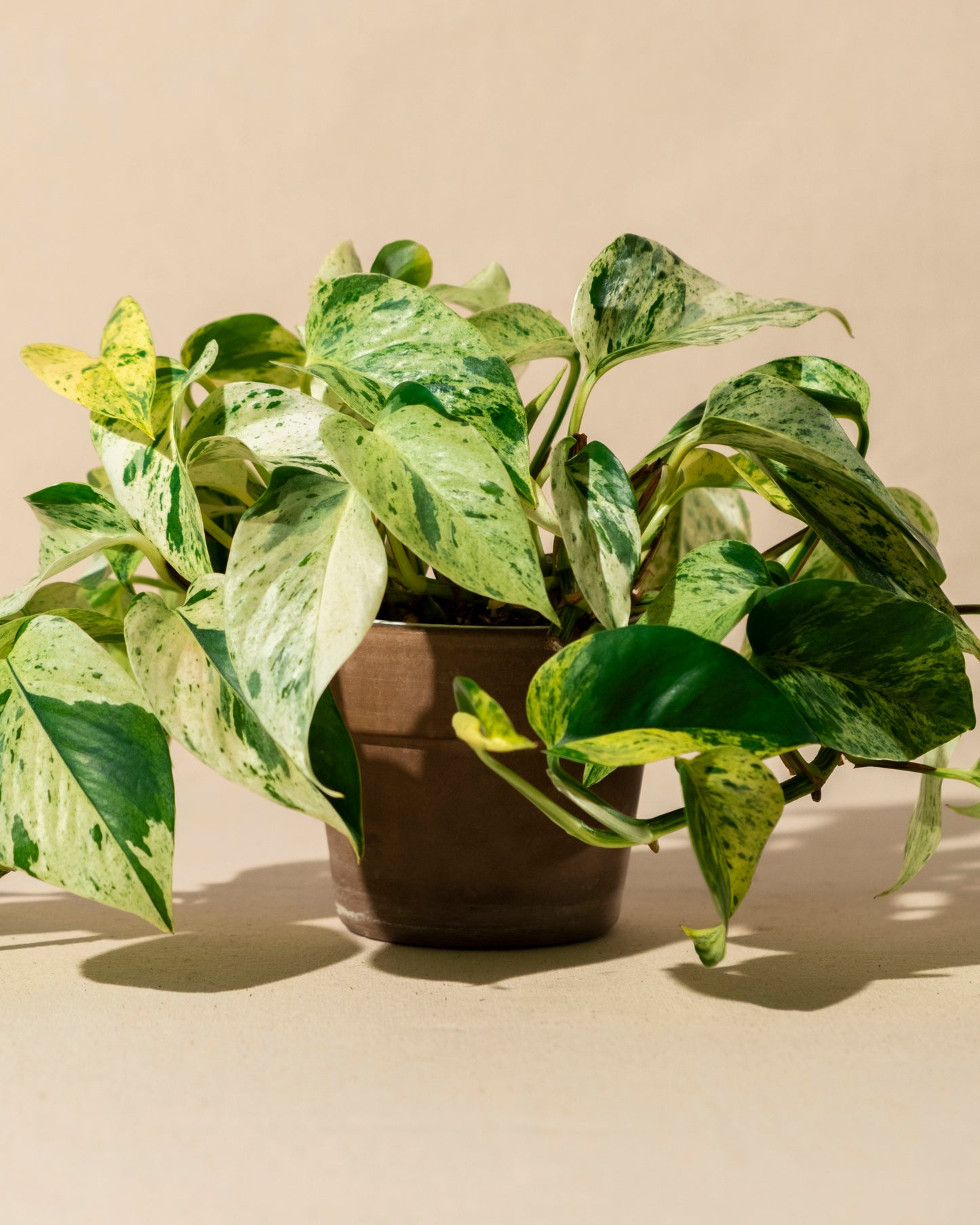 POTHOS MARBLE / SNOW QUEEN