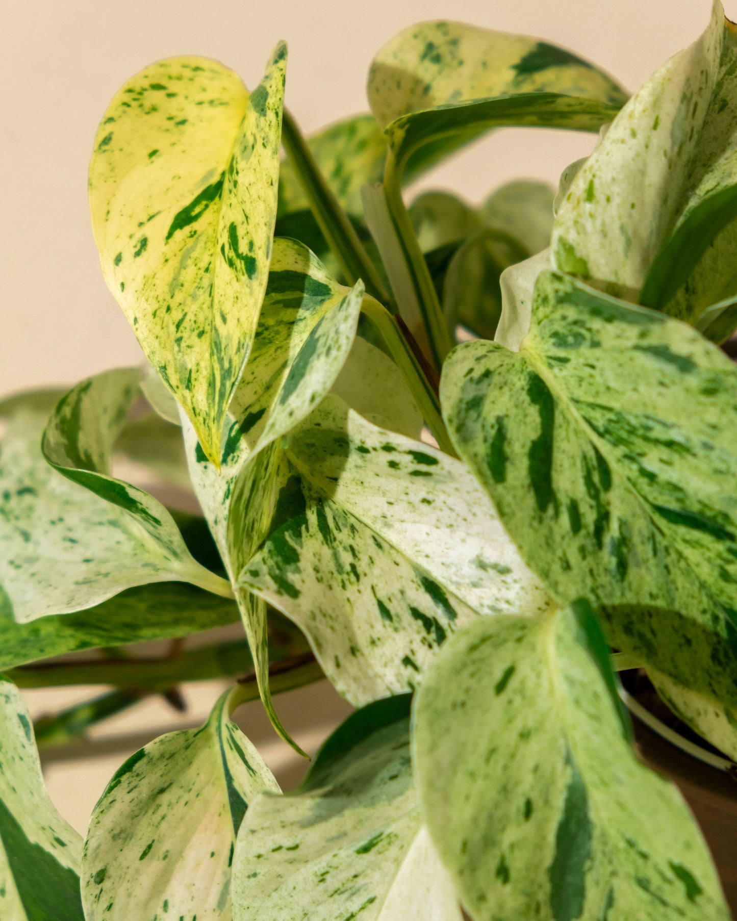 POTHOS MARBLE / SNOW QUEEN