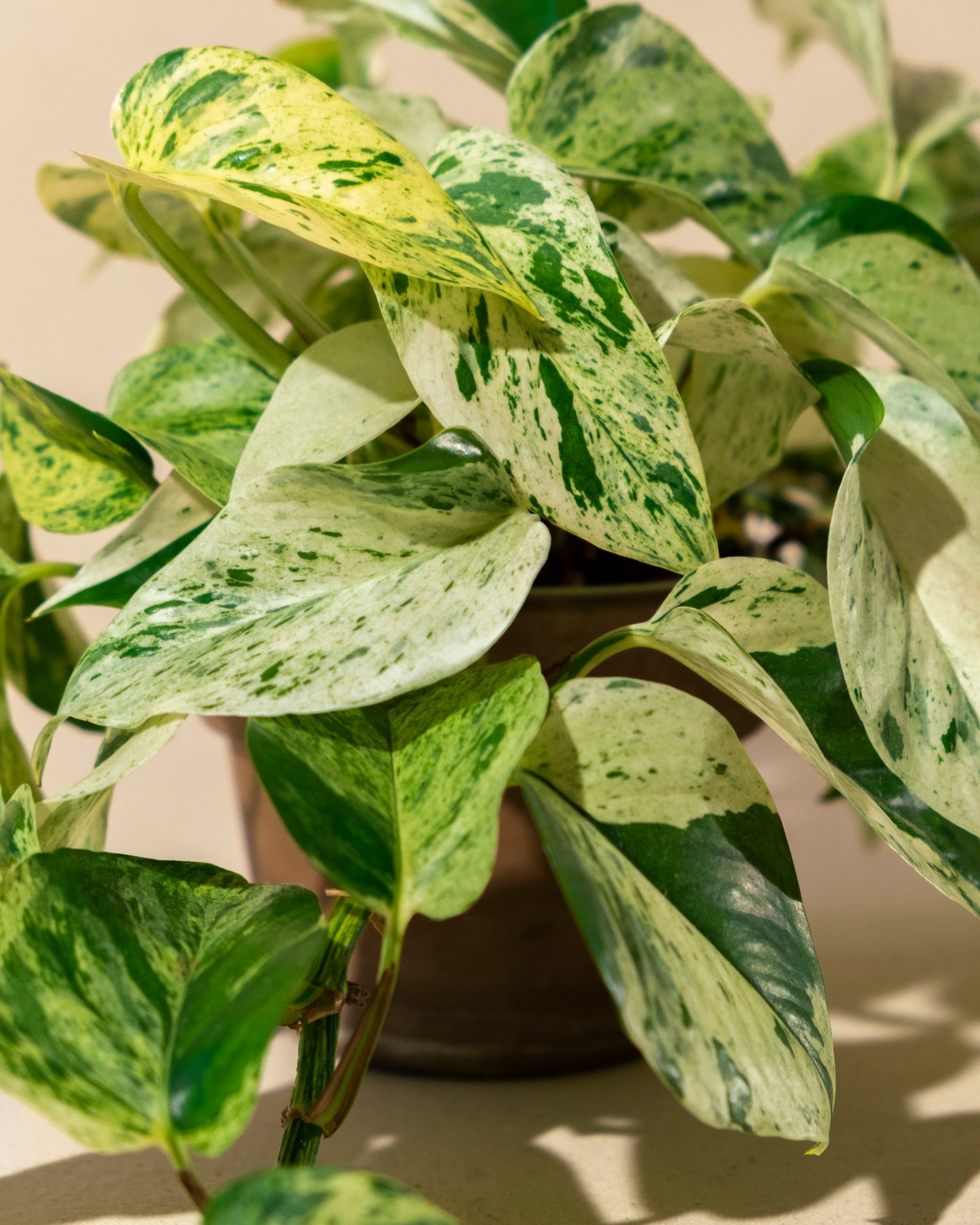 POTHOS MARBLE / SNOW QUEEN