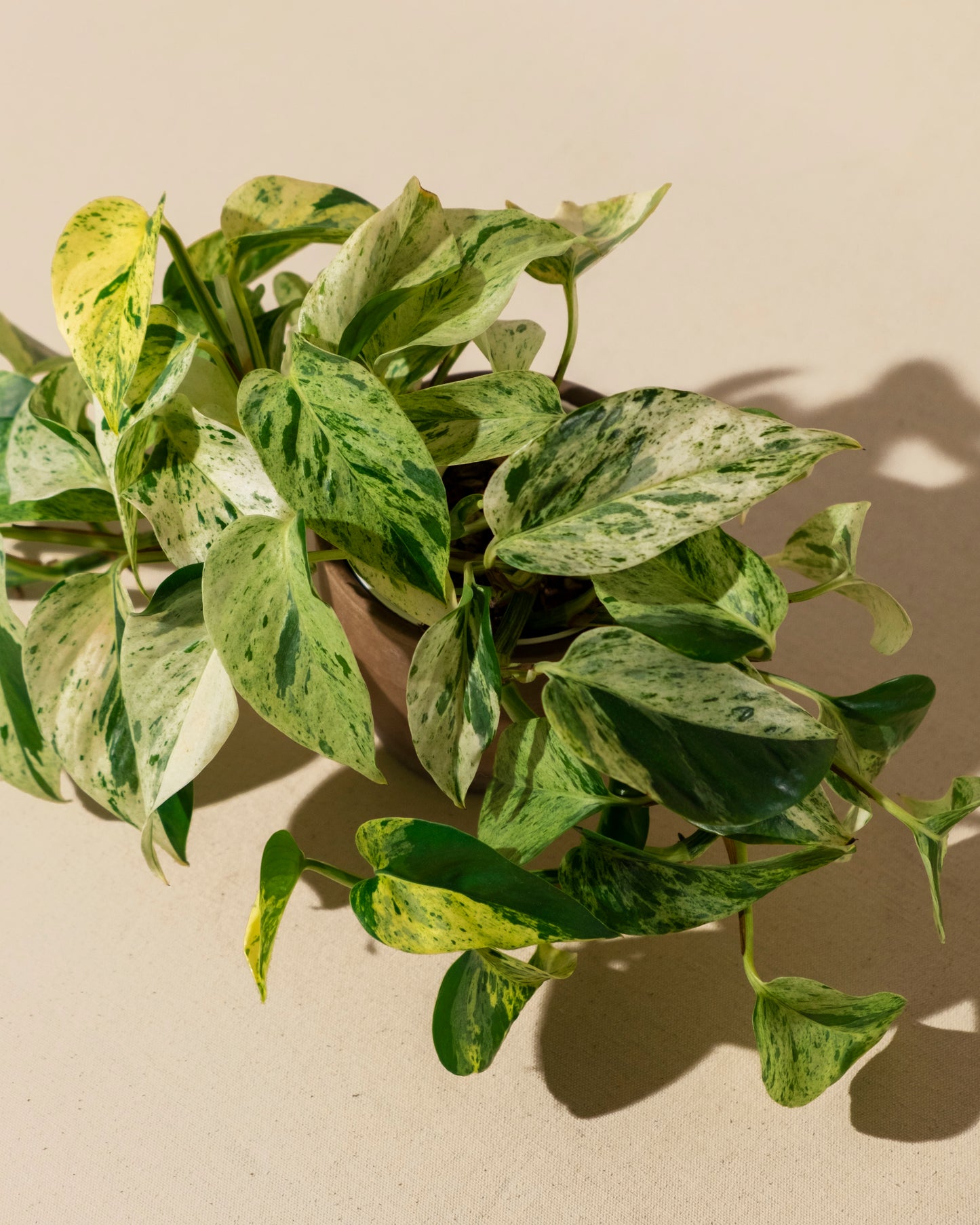 POTHOS MARBLE / SNOW QUEEN