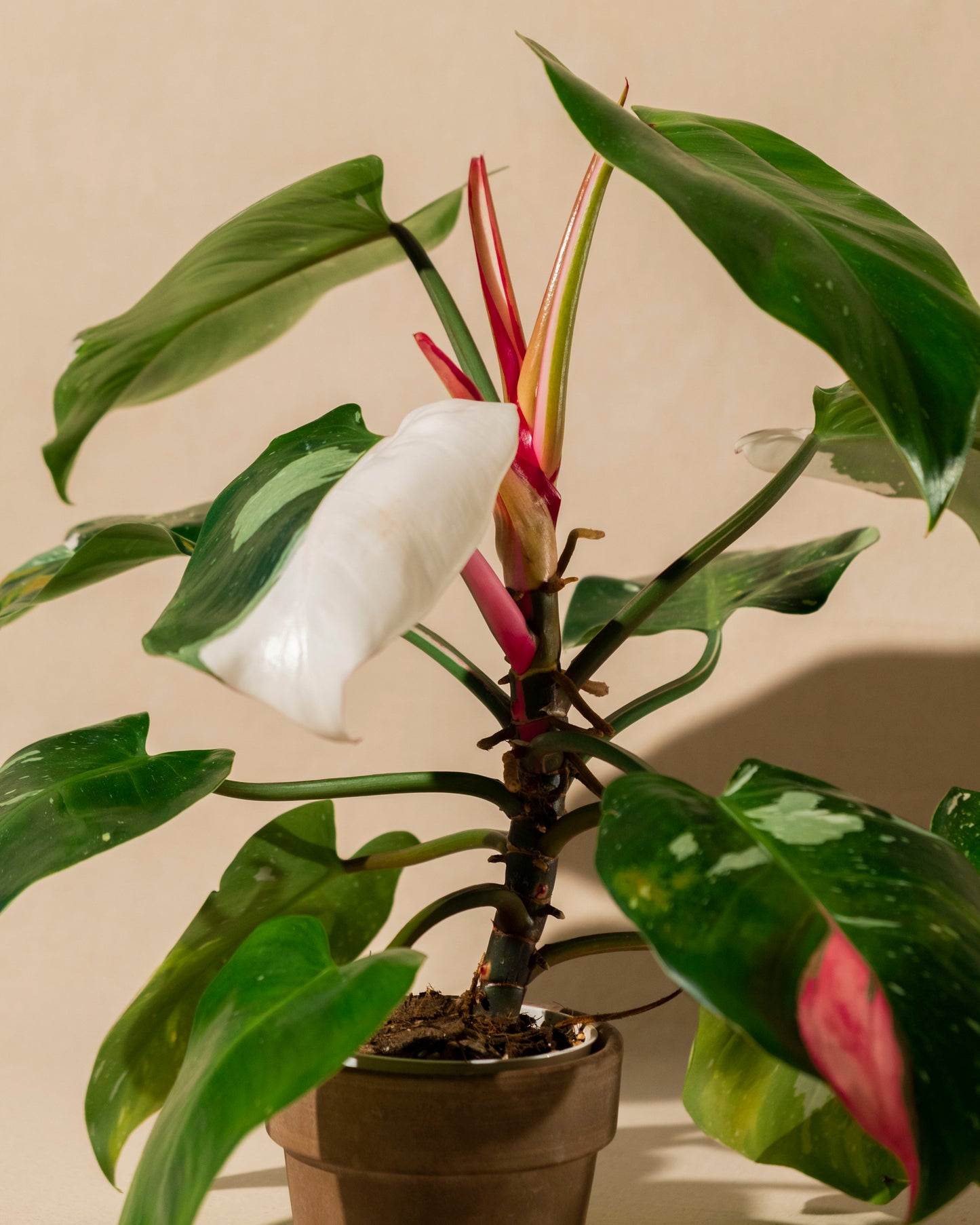 PHILODENDRON WHITE PRINCESS TRICOLOR