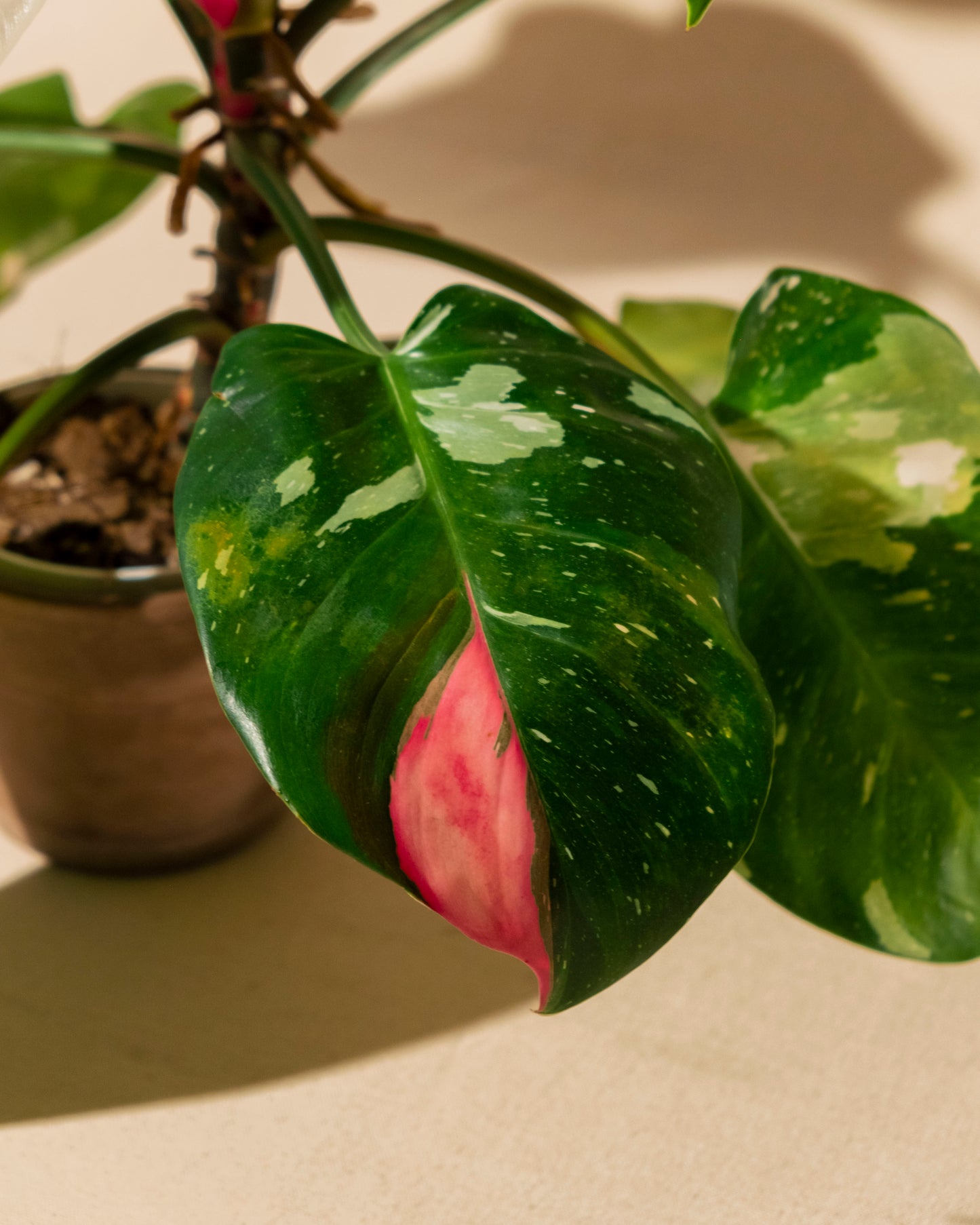 PHILODENDRON WHITE PRINCESS TRICOLOR