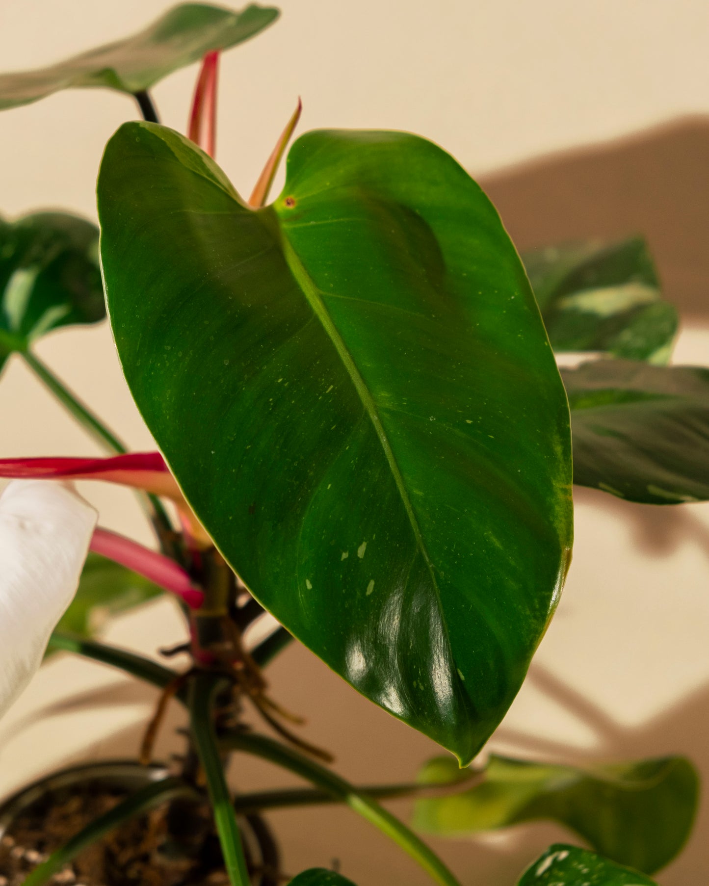 PHILODENDRON WHITE PRINCESS TRICOLOR