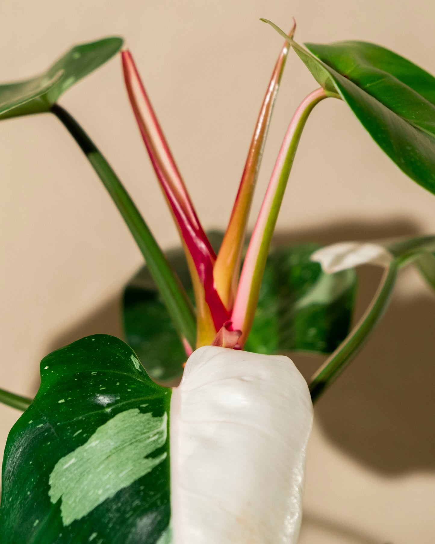 PHILODENDRON WHITE PRINCESS TRICOLOR