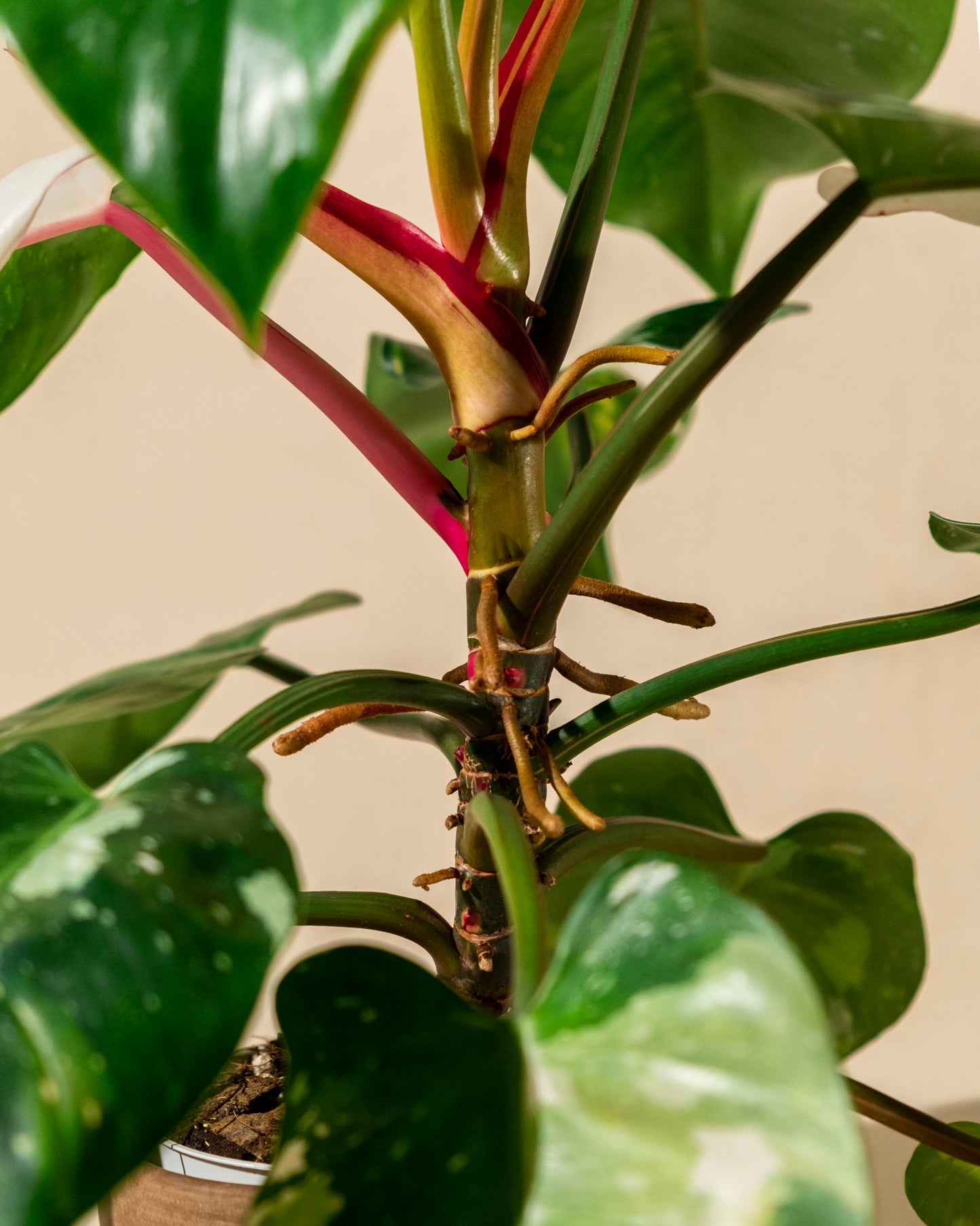 PHILODENDRON WHITE PRINCESS TRICOLOR