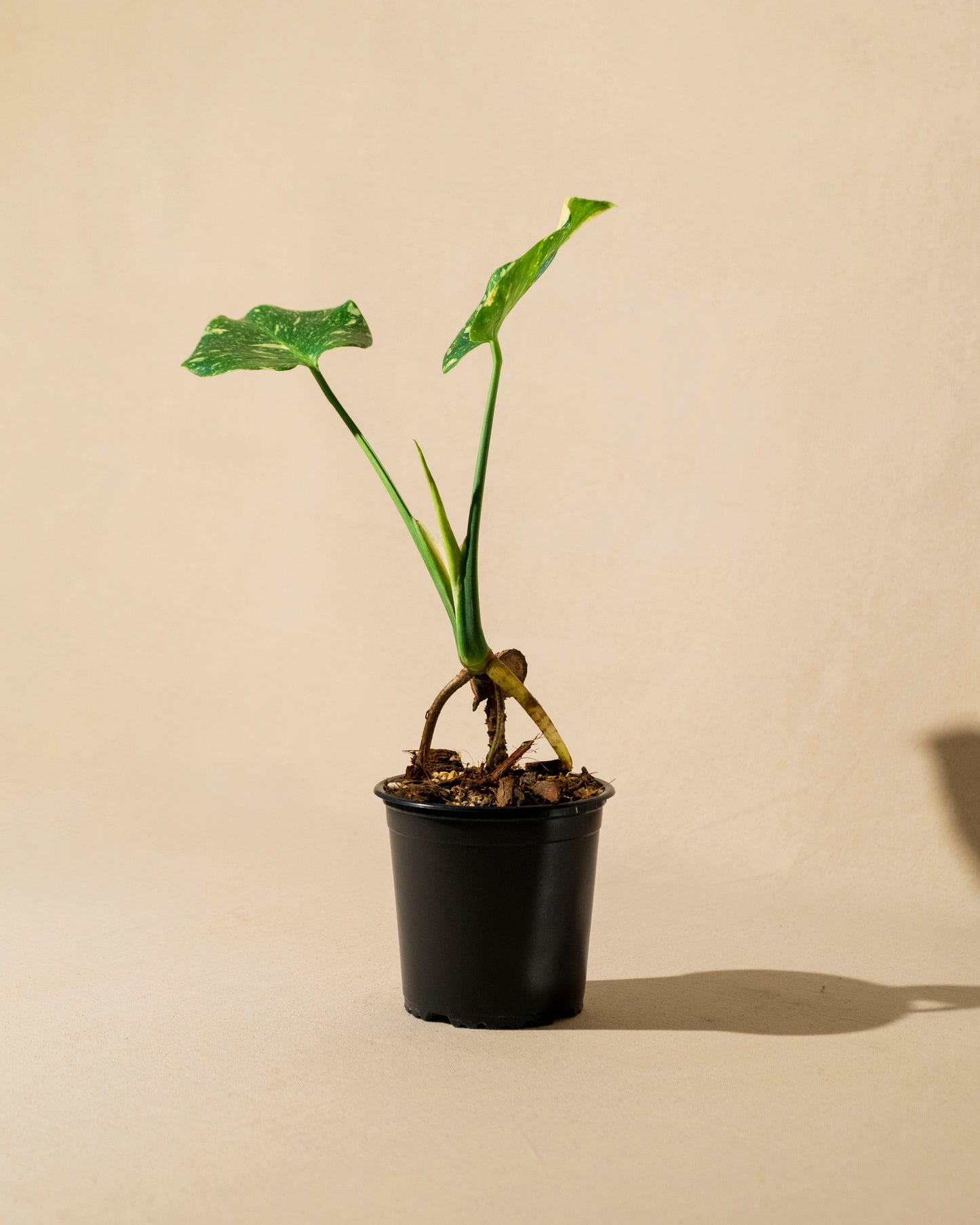 BABY MONSTERA THAI CONSTELLATION