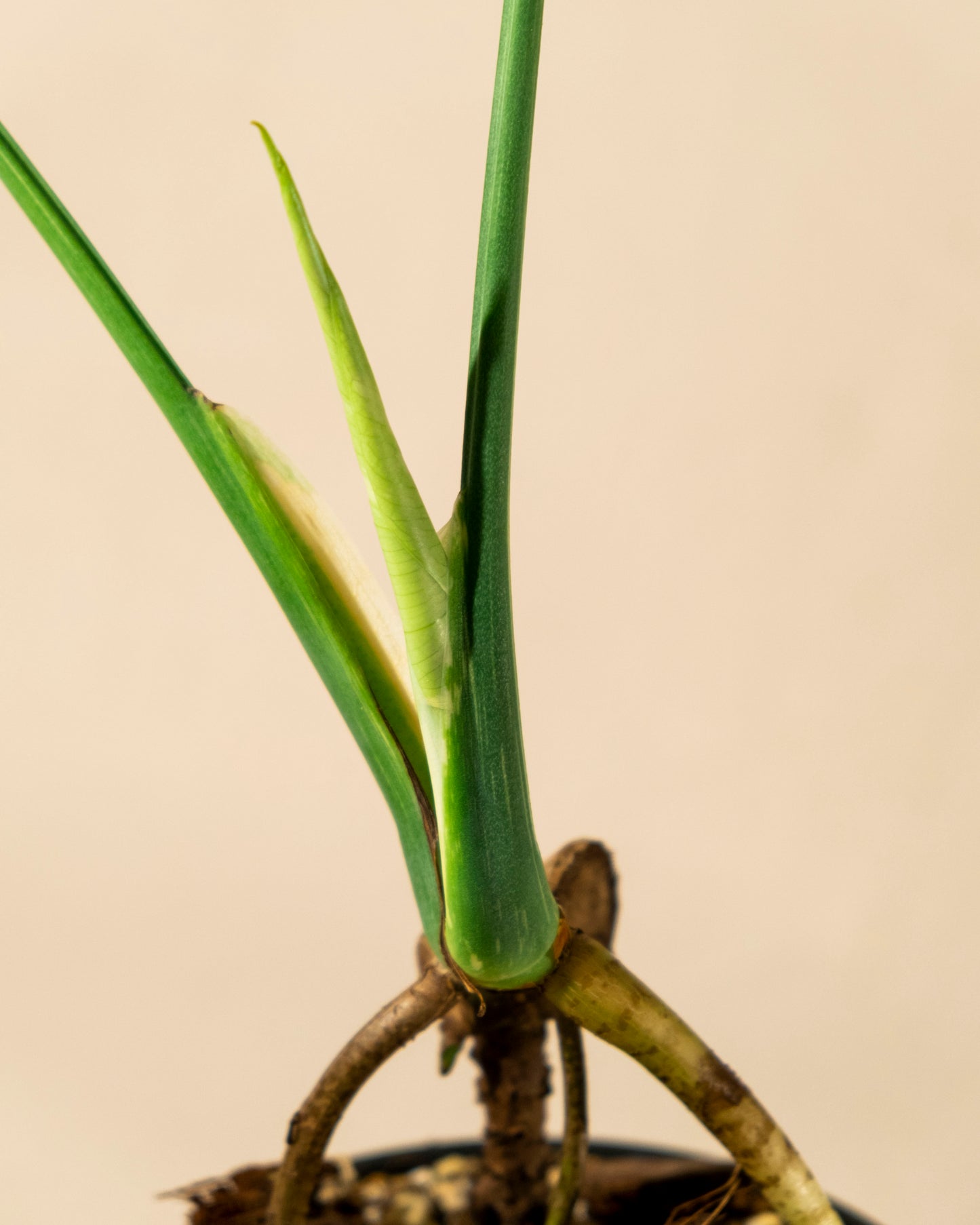 BABY MONSTERA THAI CONSTELLATION