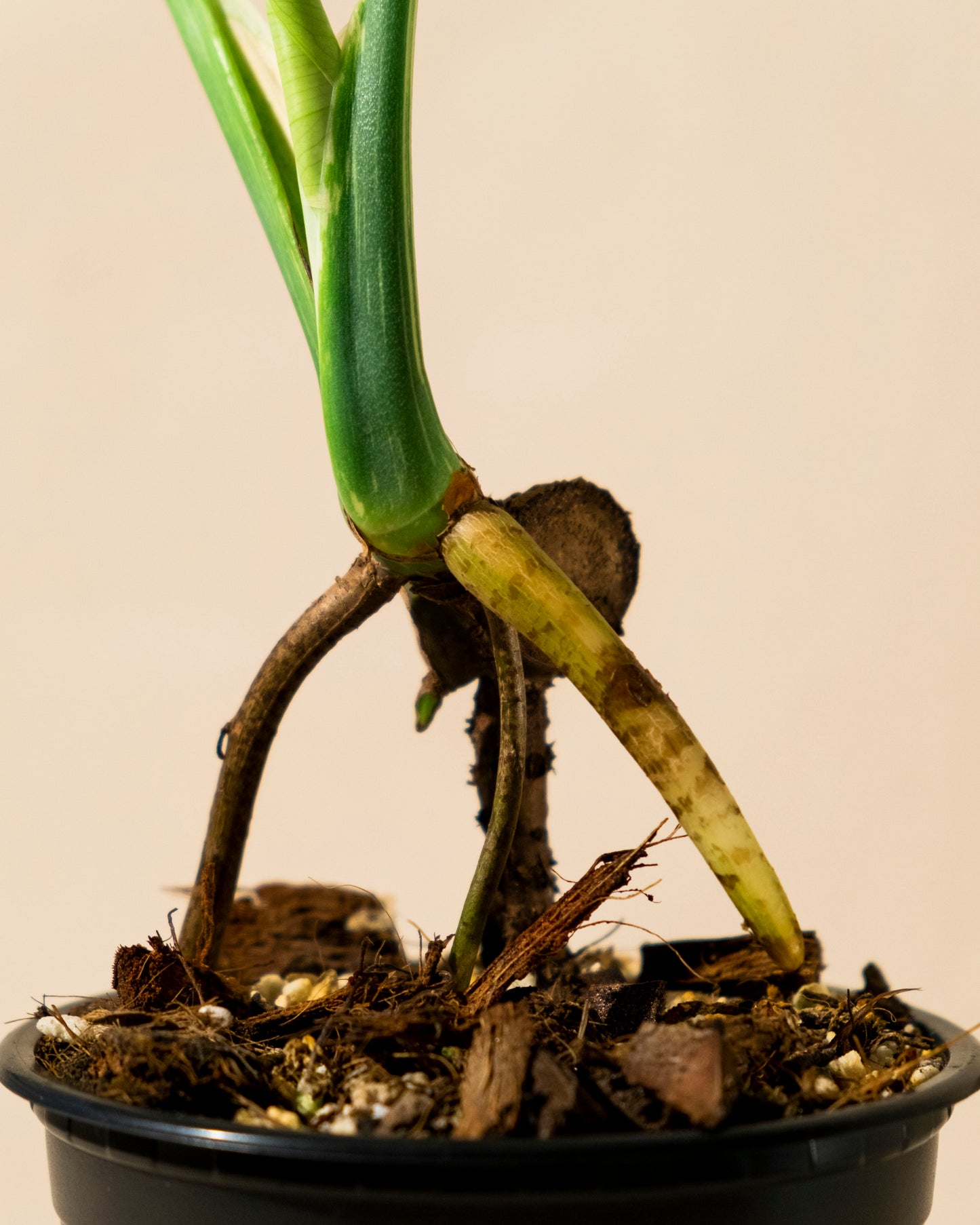 BABY MONSTERA THAI CONSTELLATION