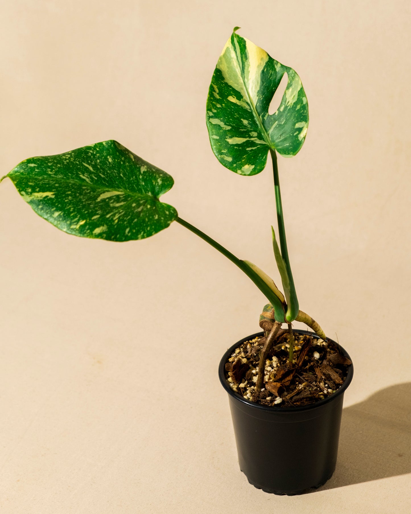 BABY MONSTERA THAI CONSTELLATION