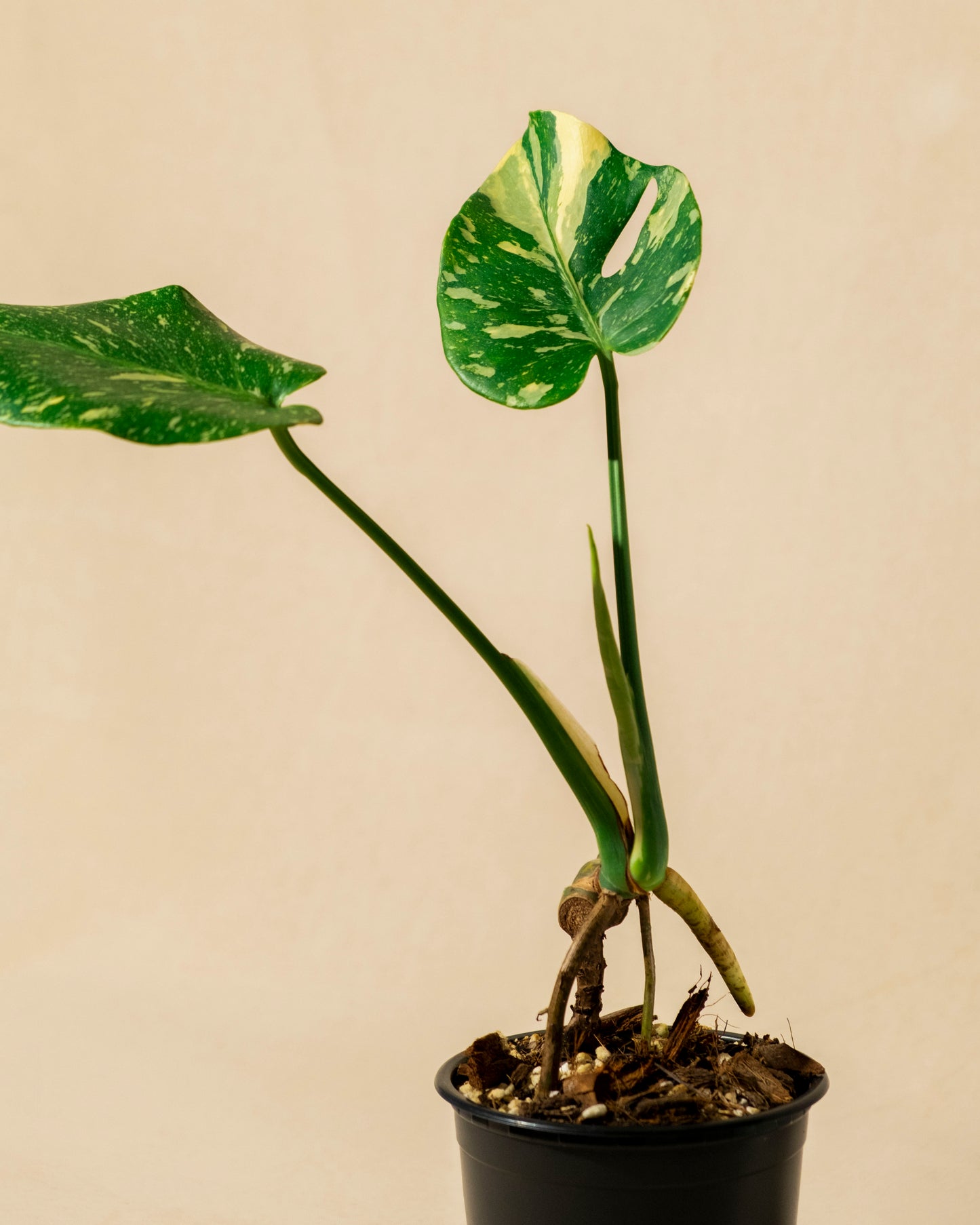 BABY MONSTERA THAI CONSTELLATION