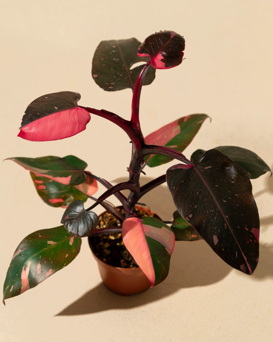 PHILODENDRON PINK PRINCESS MARBLE