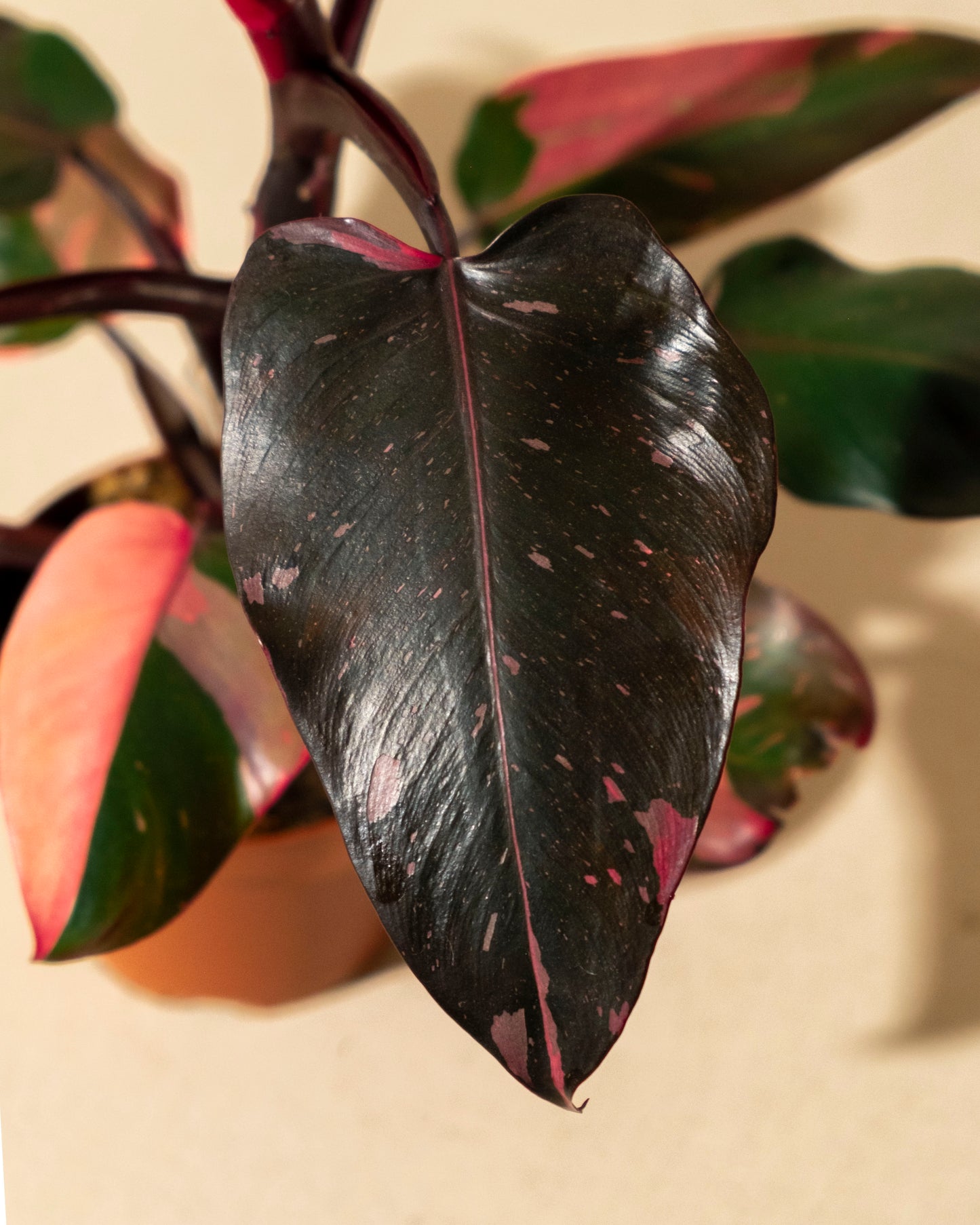 PHILODENDRON PINK PRINCESS MARBLE