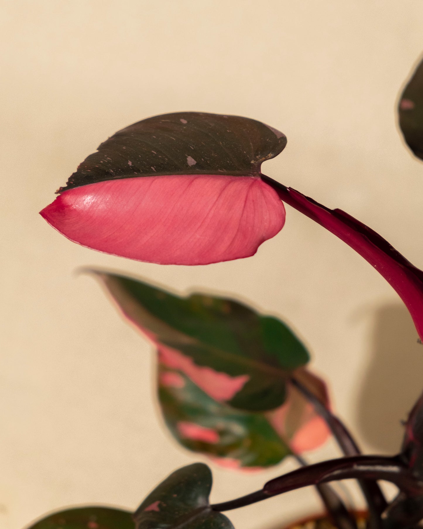 PHILODENDRON PINK PRINCESS MARBLE