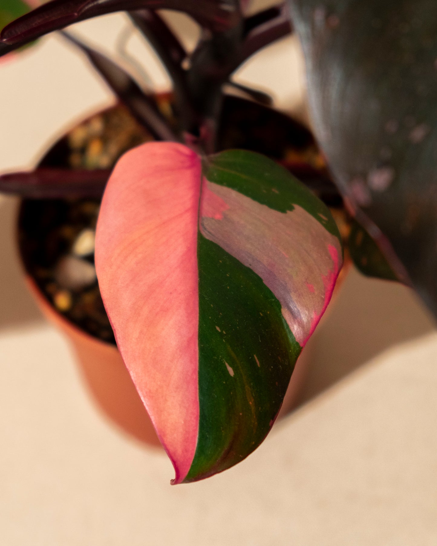 PHILODENDRON PINK PRINCESS MARBLE