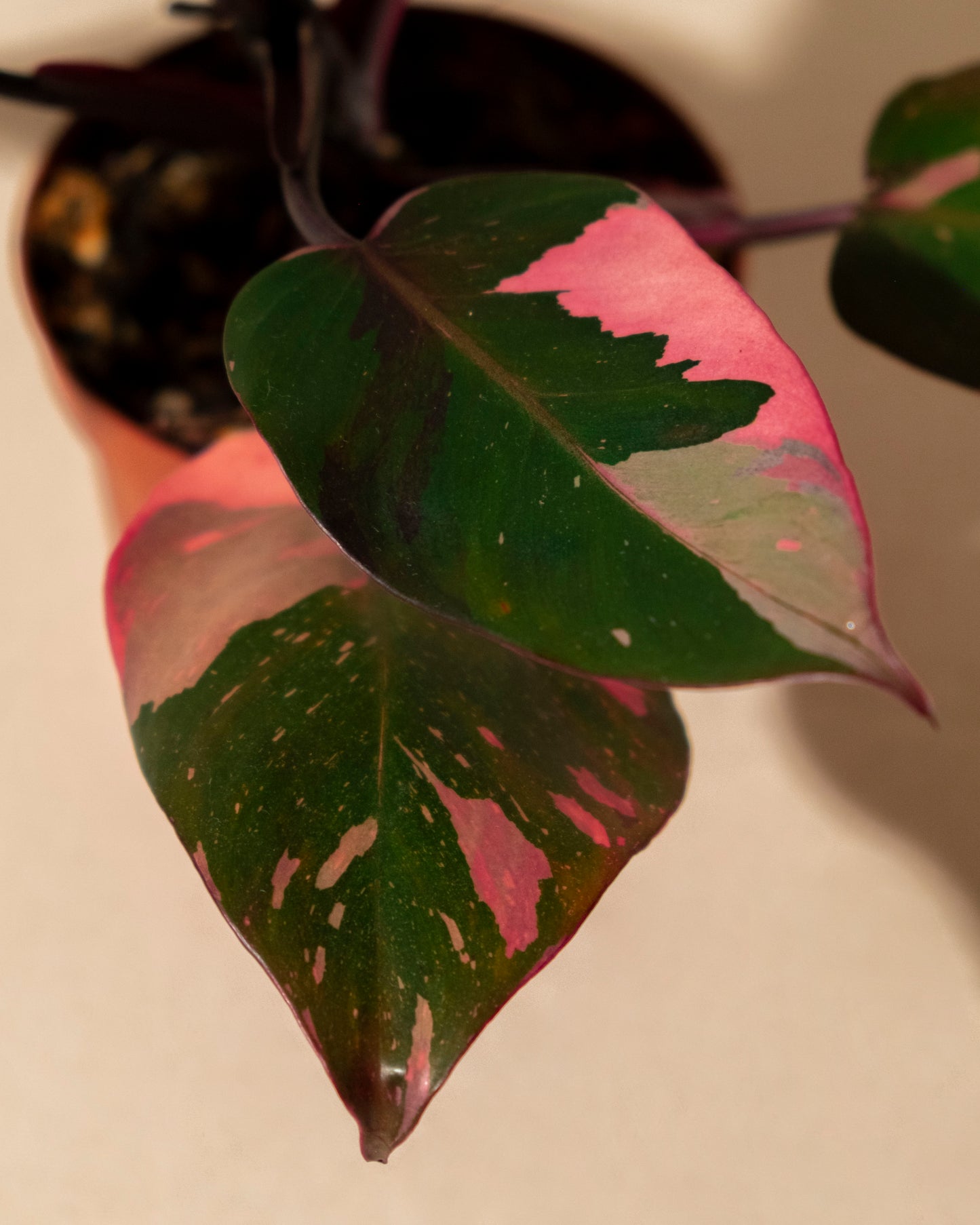 PHILODENDRON PINK PRINCESS MARBLE