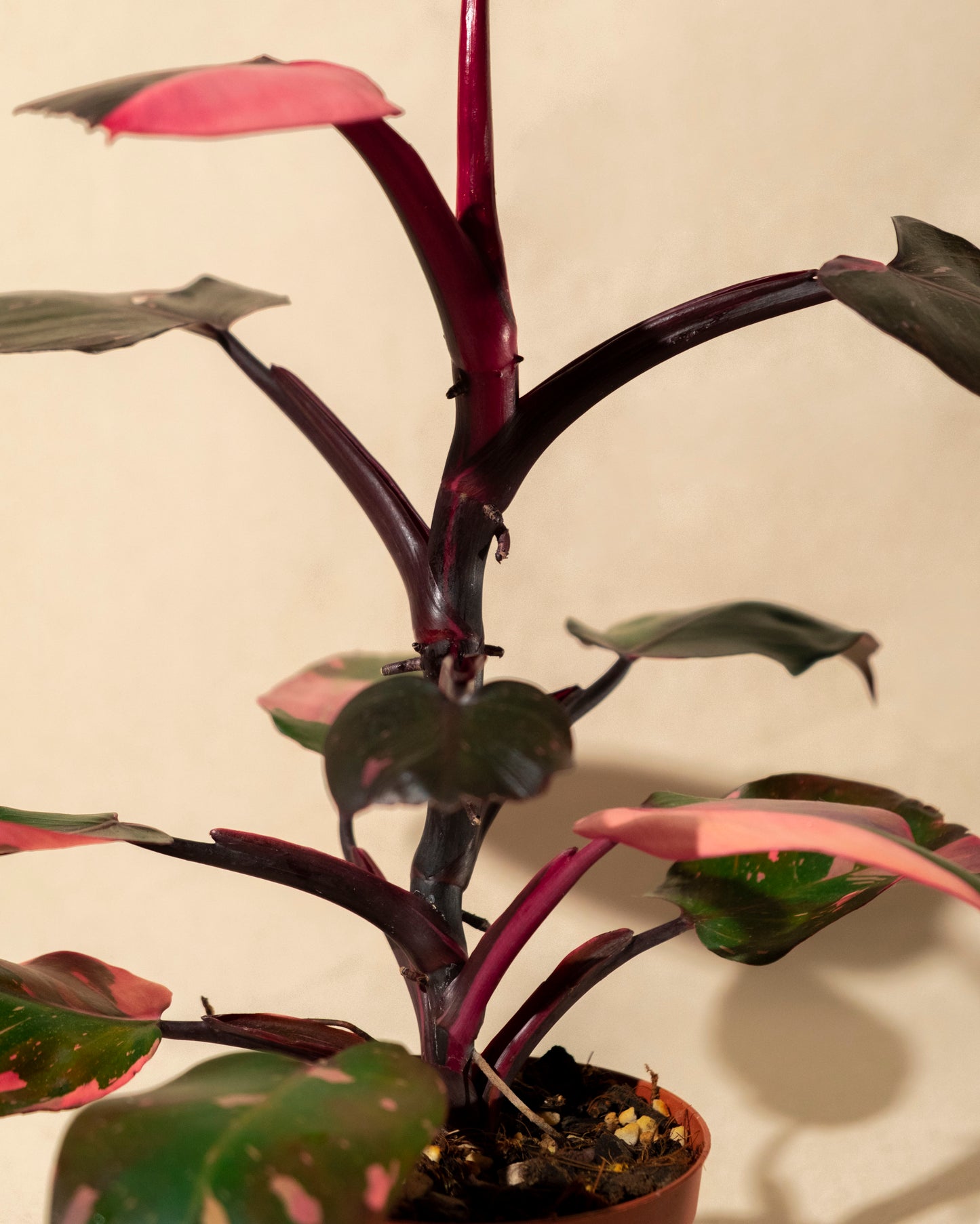 PHILODENDRON PINK PRINCESS MARBLE