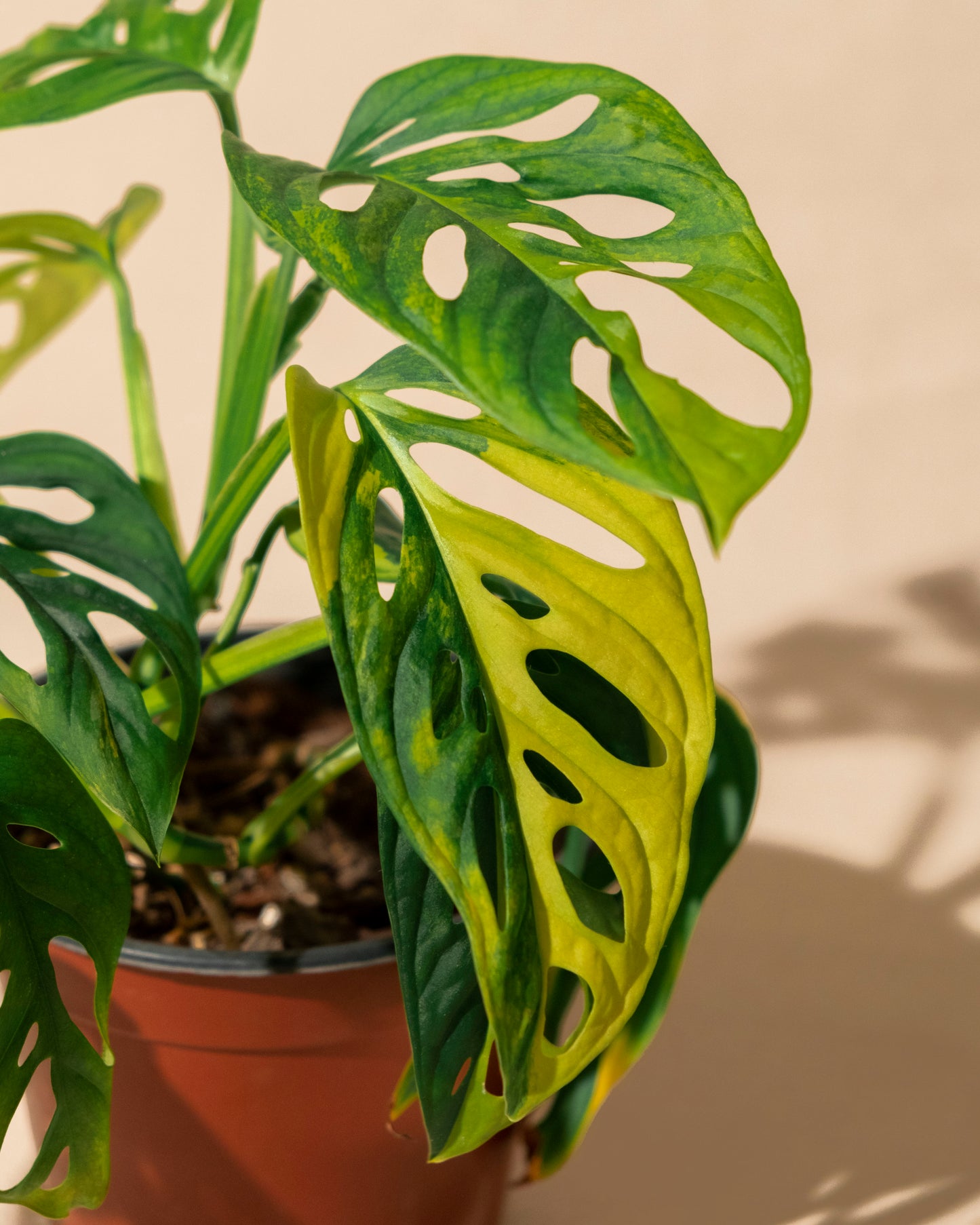 MONSTERA ADANSONII AUREA