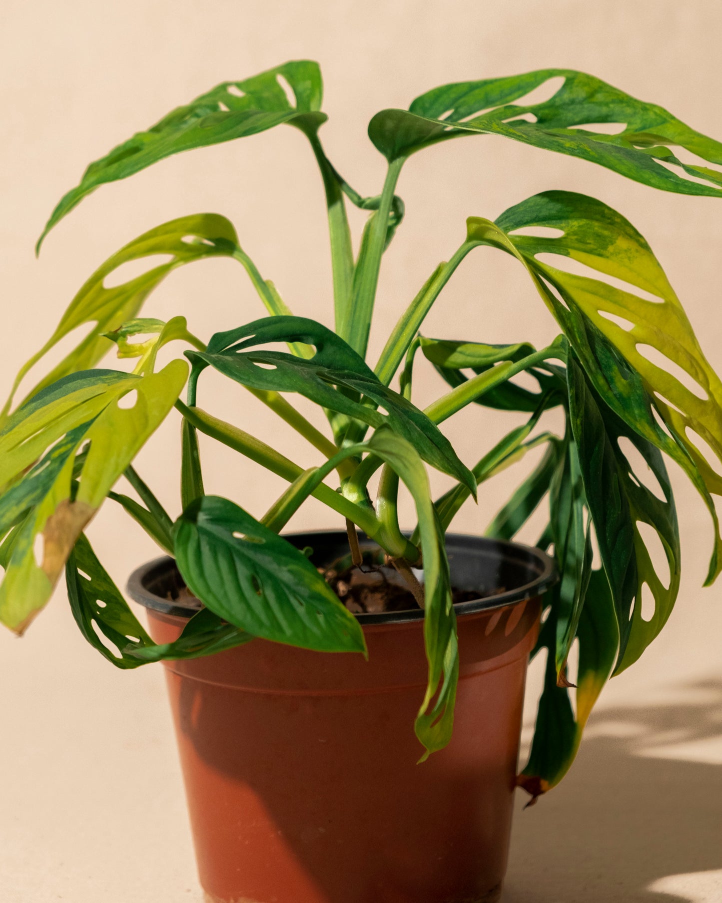 MONSTERA ADANSONII AUREA