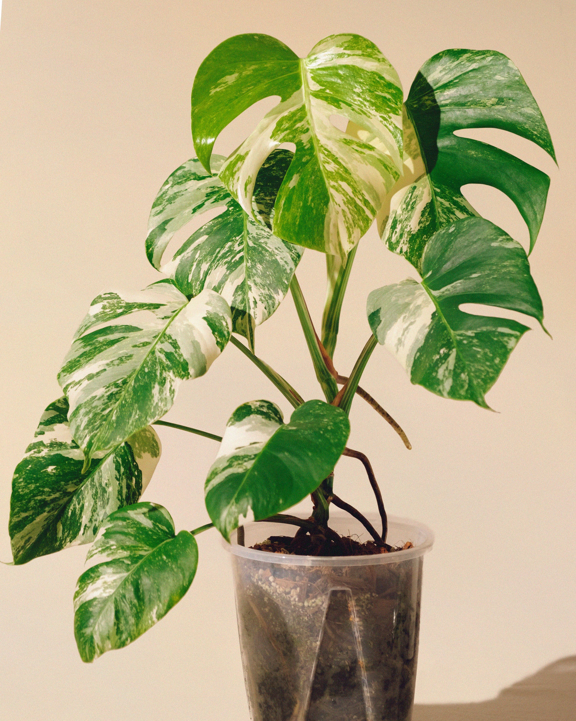 monstera variegata planta Monstera Albo Variegata – AUREUM BOTANICALS