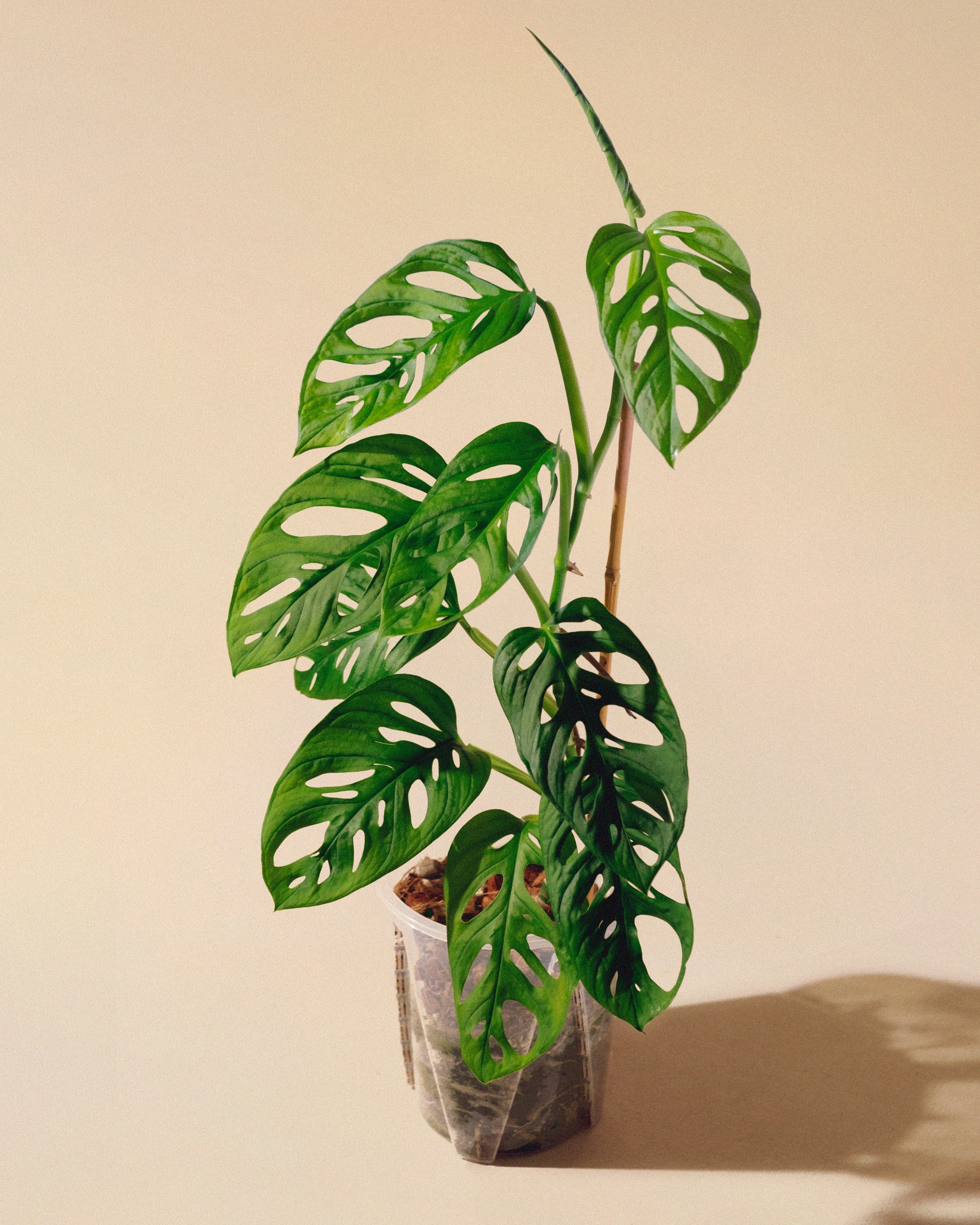 sustrato para monstera adansonii Monstera adansonii XL – AUREUM BOTANICALS
