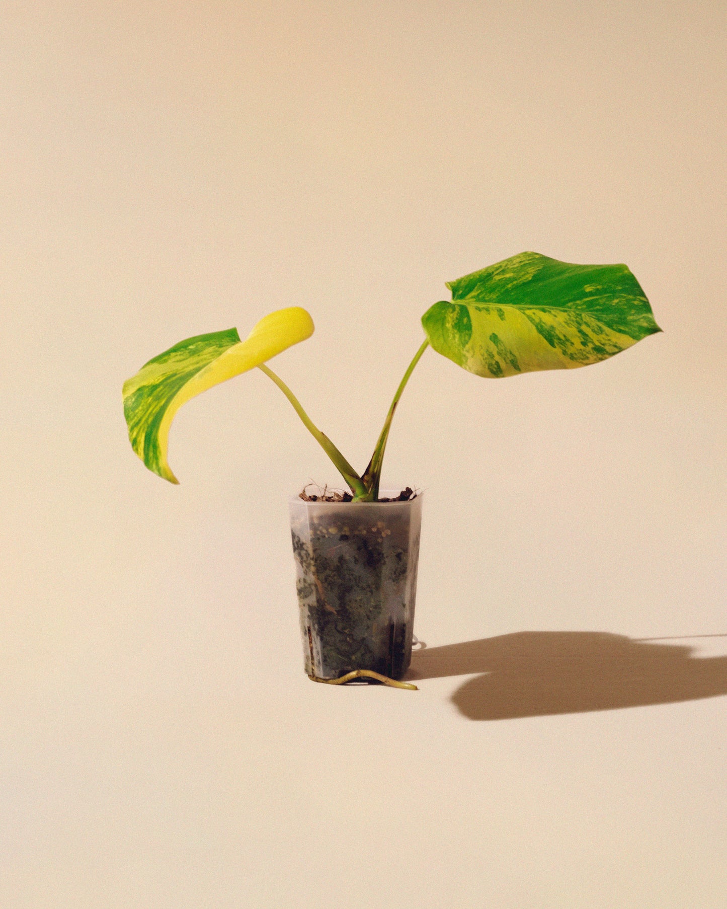 Monstera Yellow Marilyn