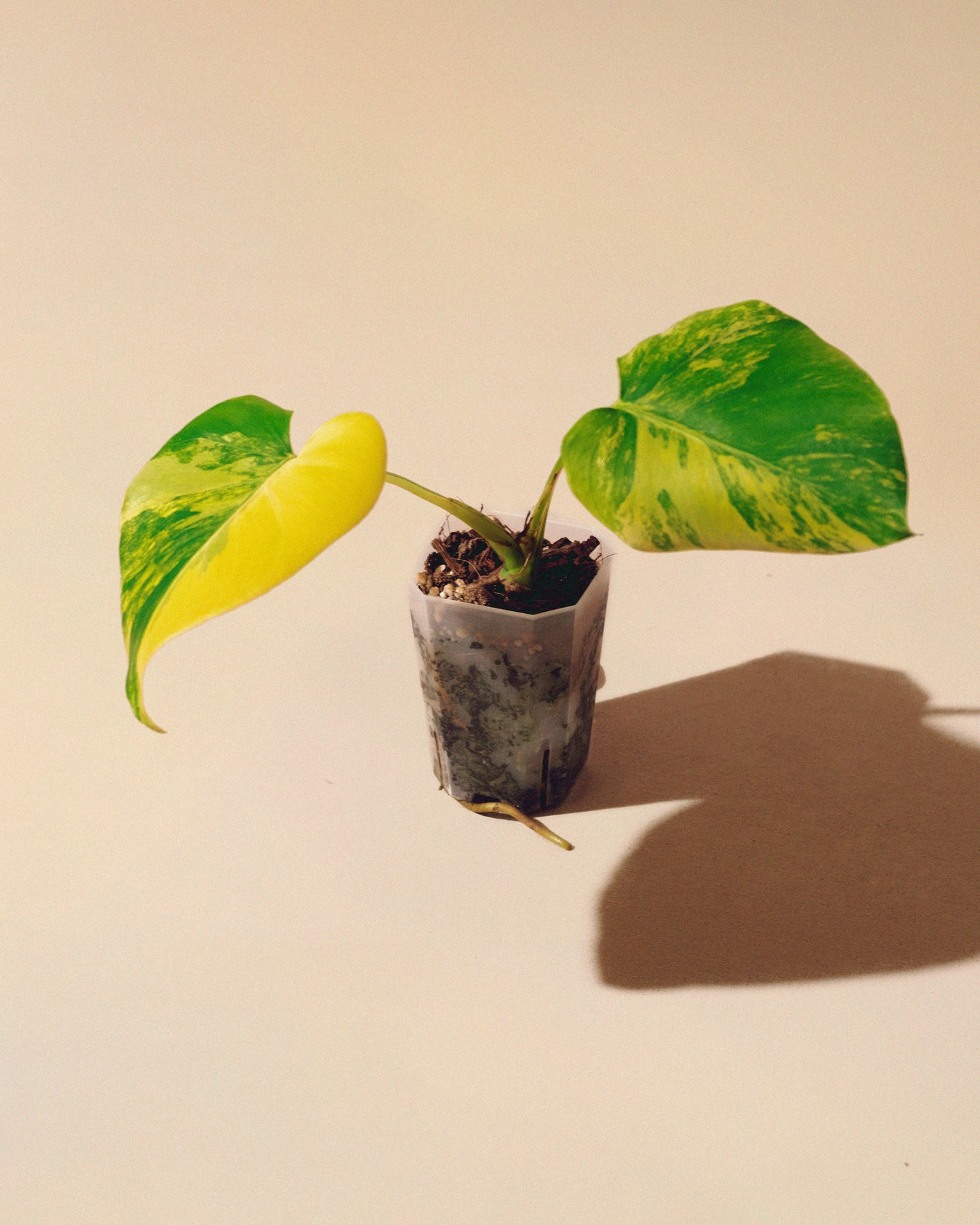 Monstera Yellow Marilyn