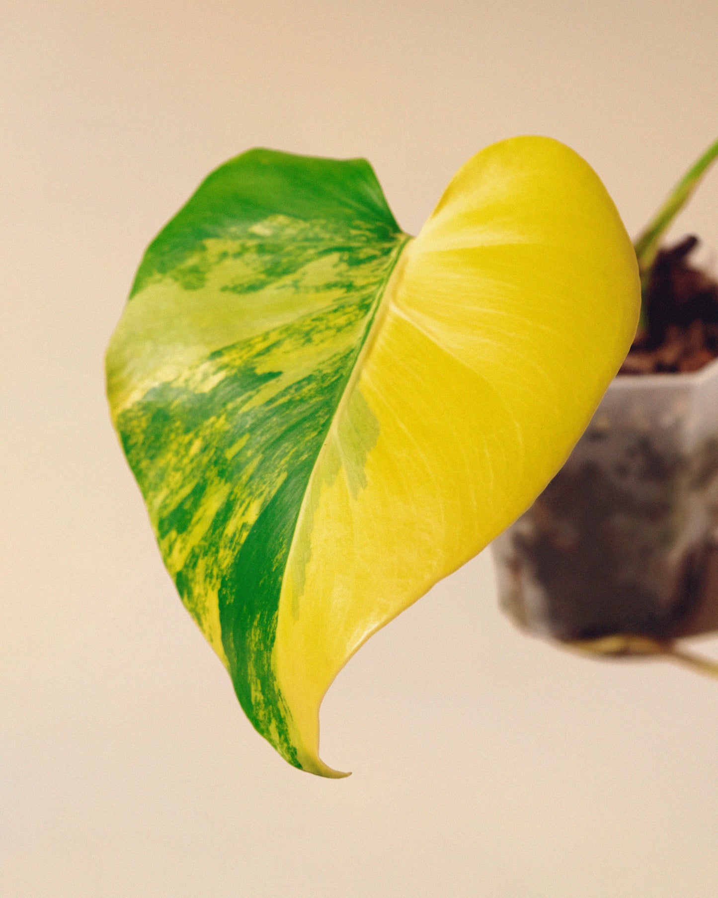 Monstera Yellow Marilyn