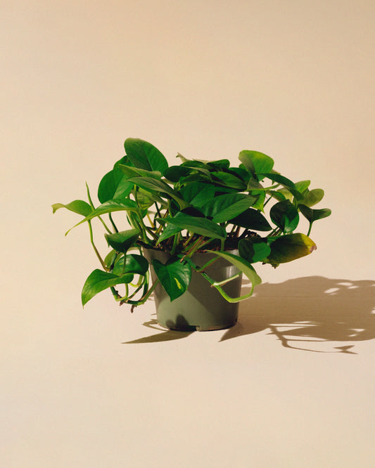 Pothos Golden